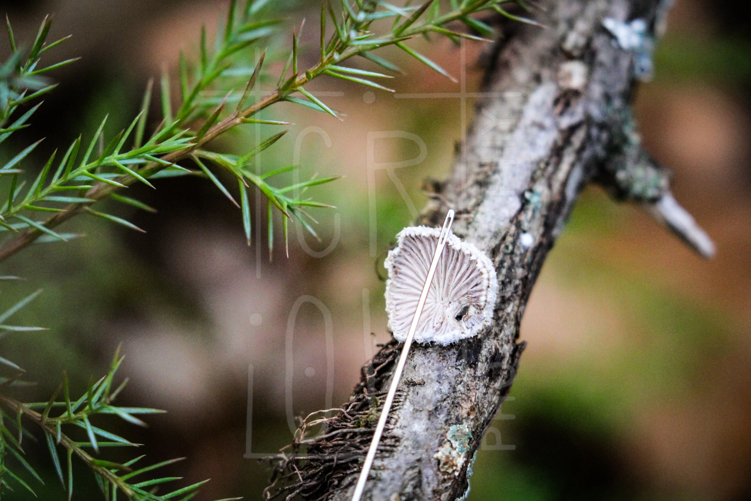 Schizophyllum commune with Sewing Needle.jpg
