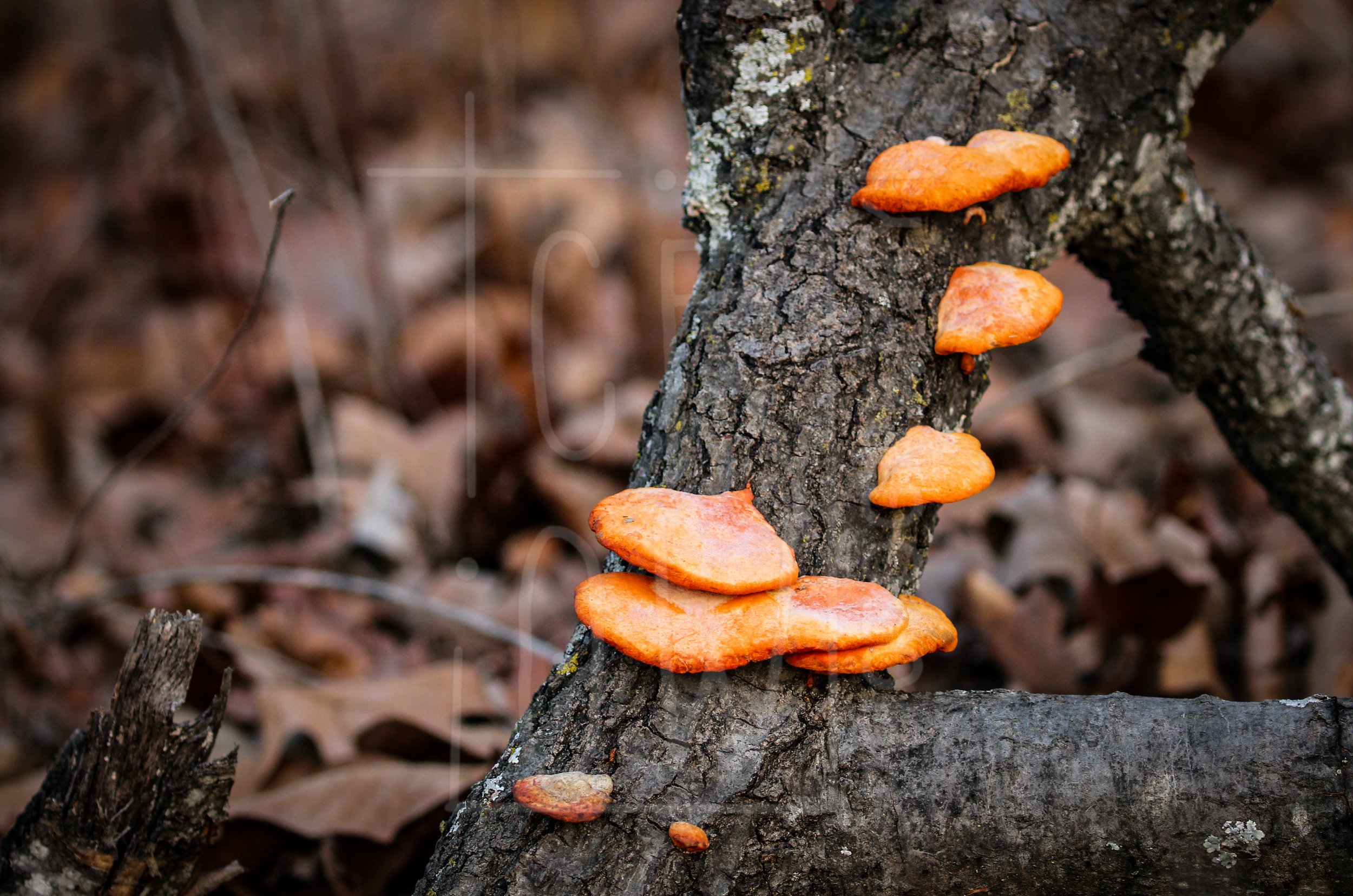 Cinnabar Polypore 2.jpg