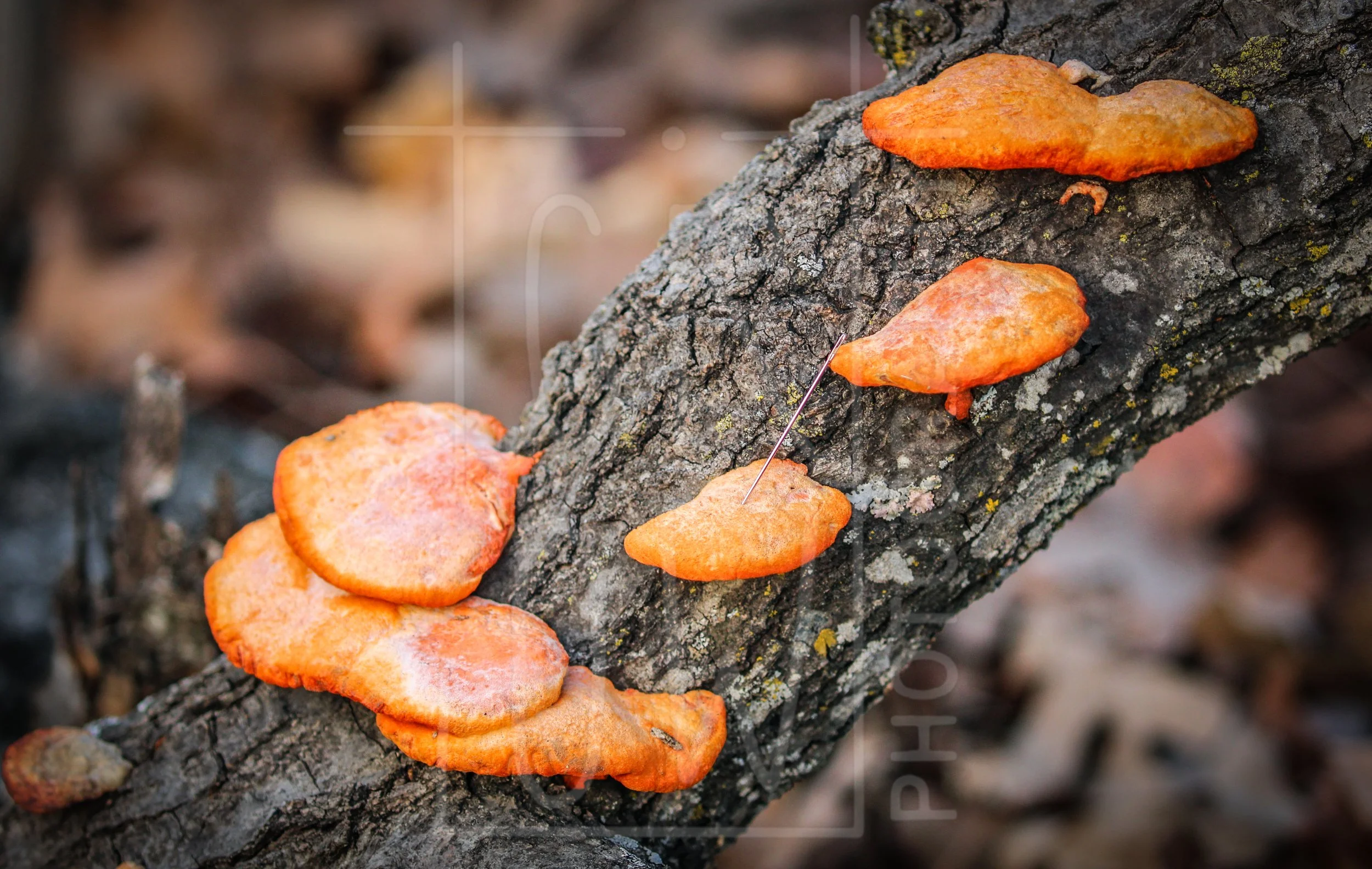 Cinnabar Polypore.jpg
