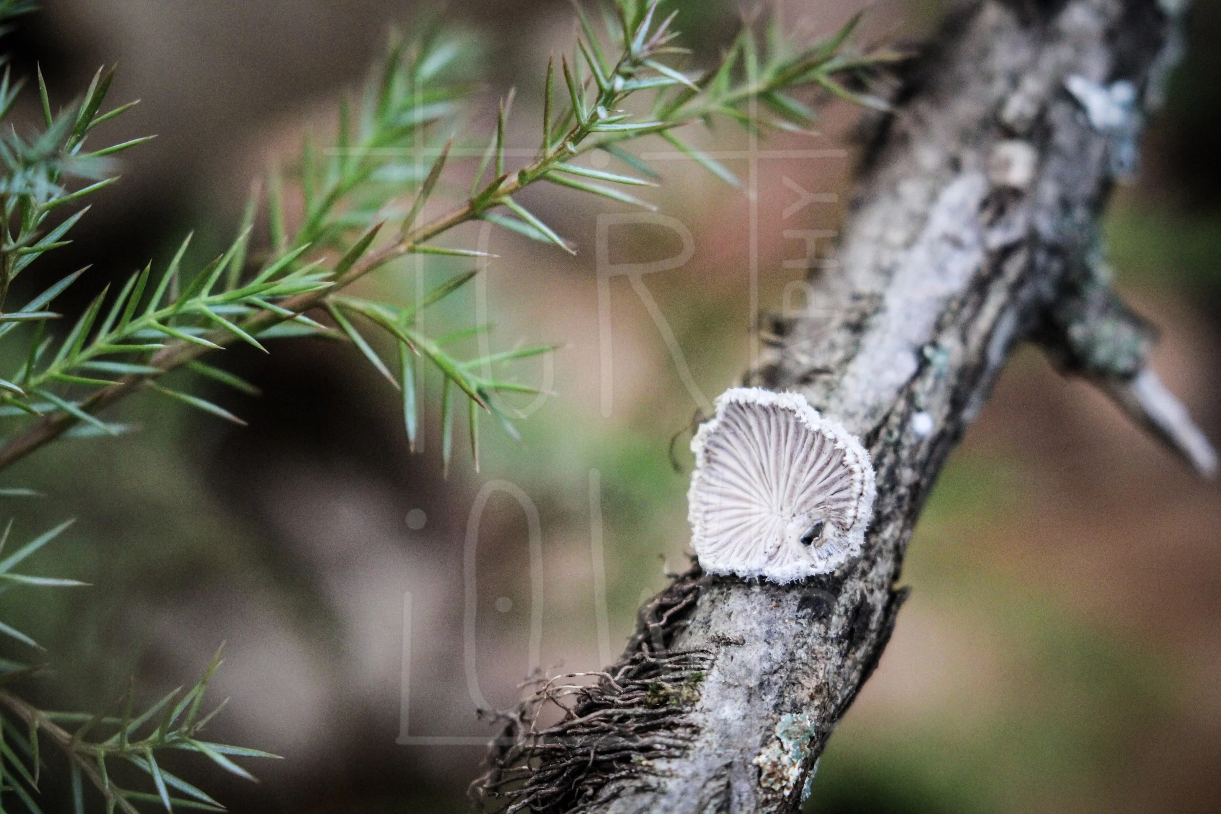 Schizophyllum commune.jpg