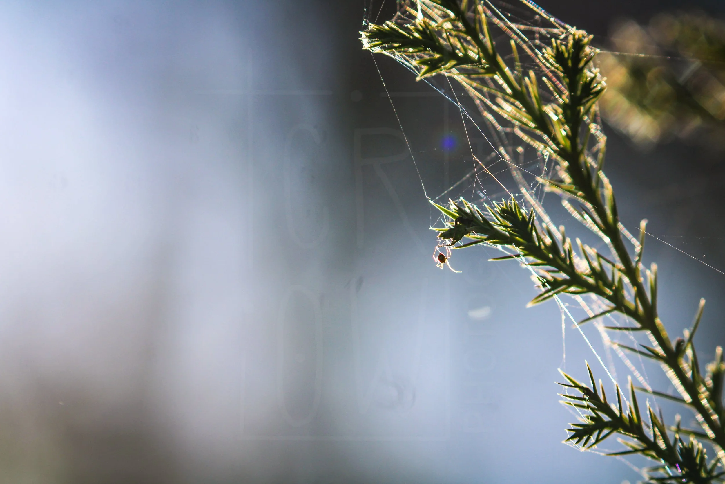 Tiny Spider in Pine Sapling.jpg