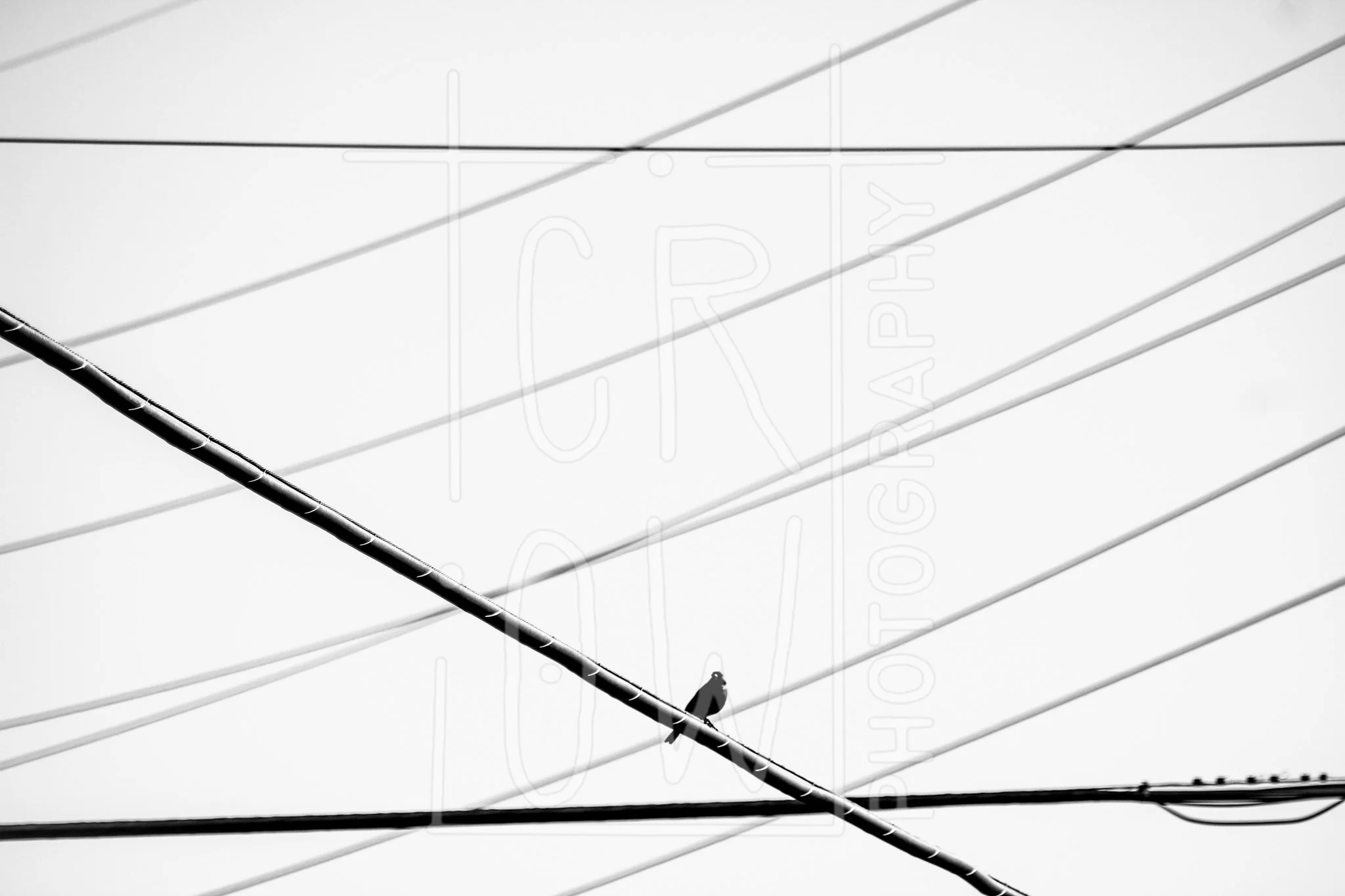 Bird on a Wire.jpg