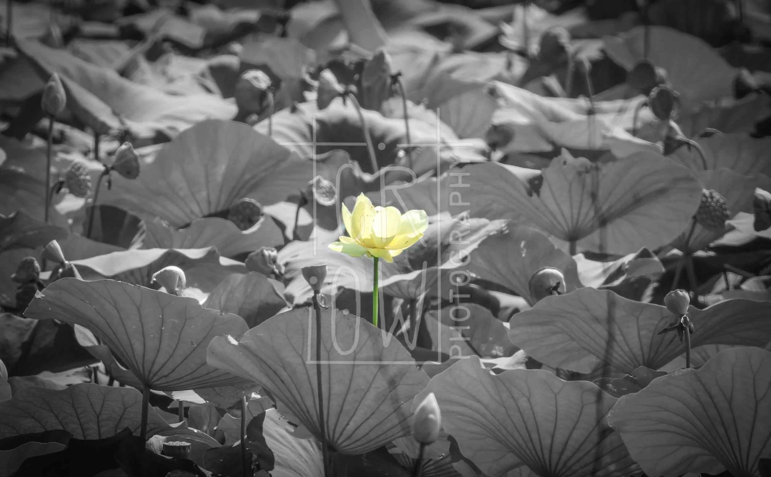 Water Lily Selective Color.jpg