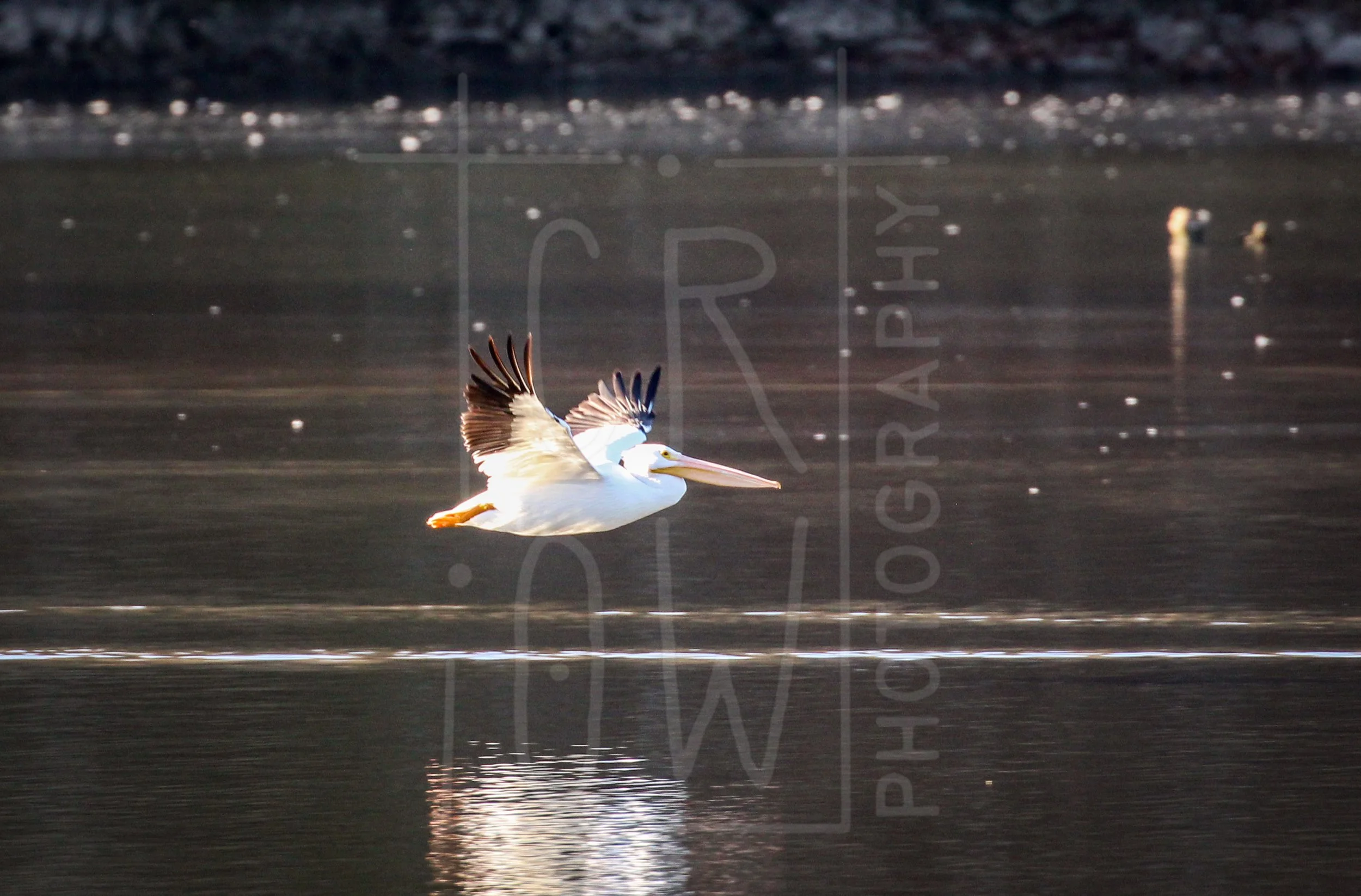 Pelican in Flight.jpg
