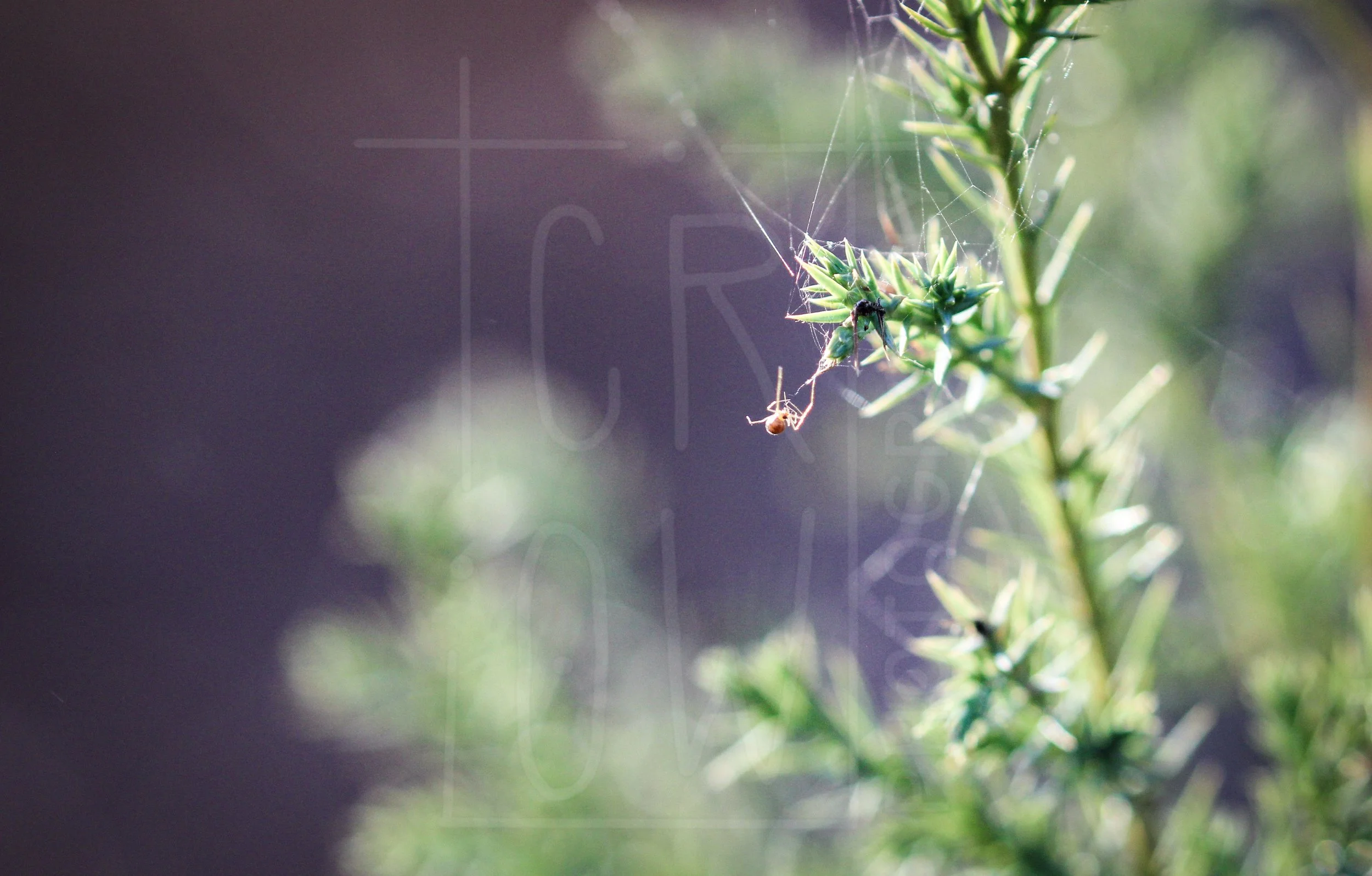 Tine Spider in Pine Sapling 2.jpg