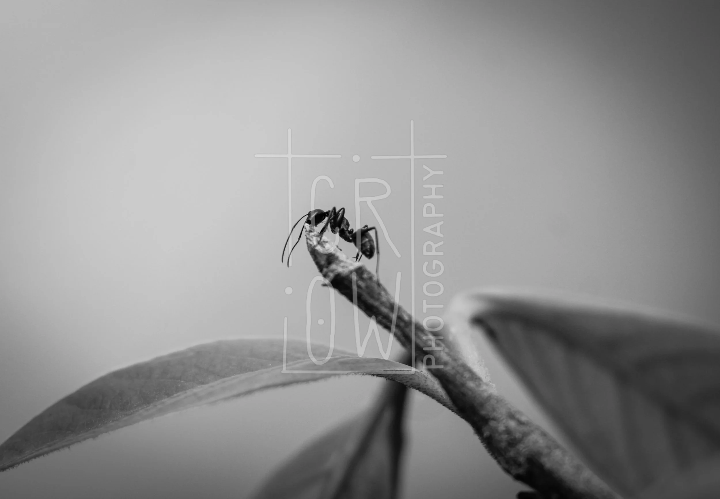 IMG_2532-6 - Copy.jpg