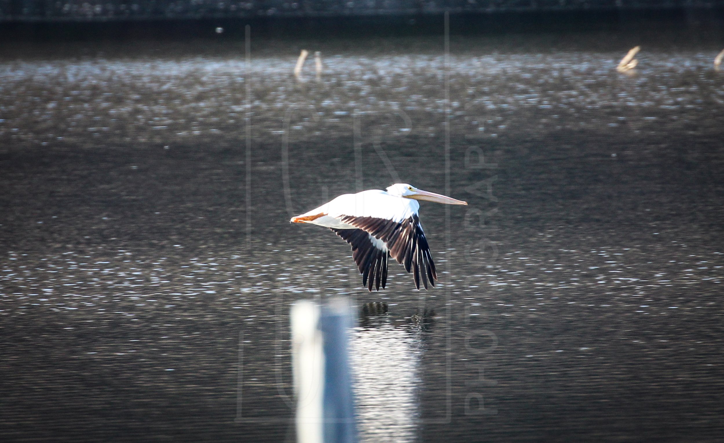 Pelican in Flight 2.jpg