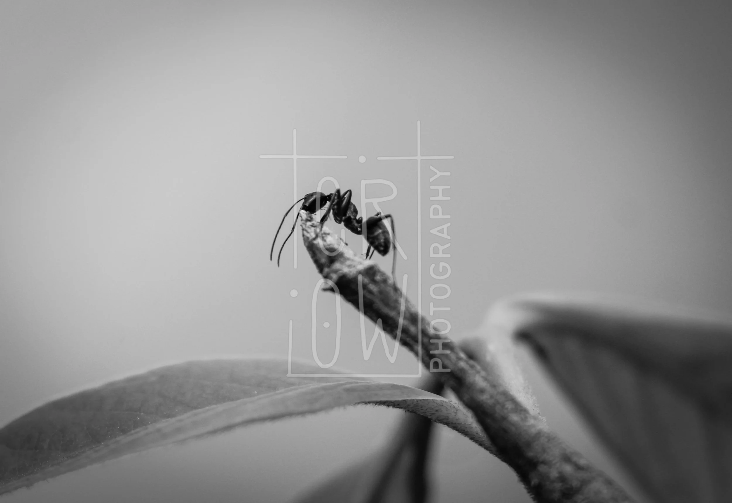 IMG_2532-2 - Copy.jpg