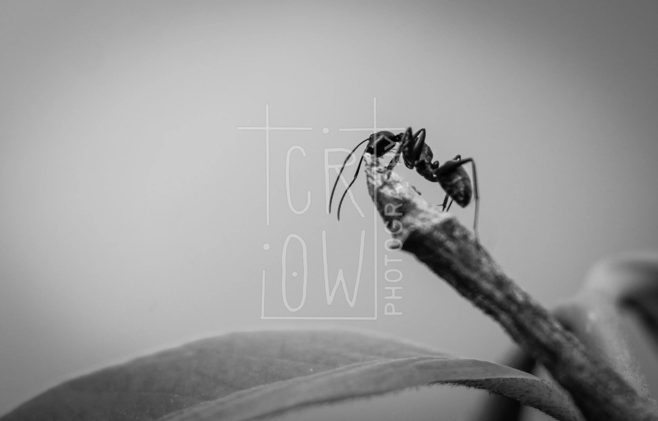 IMG_2532-4 - Copy.jpg