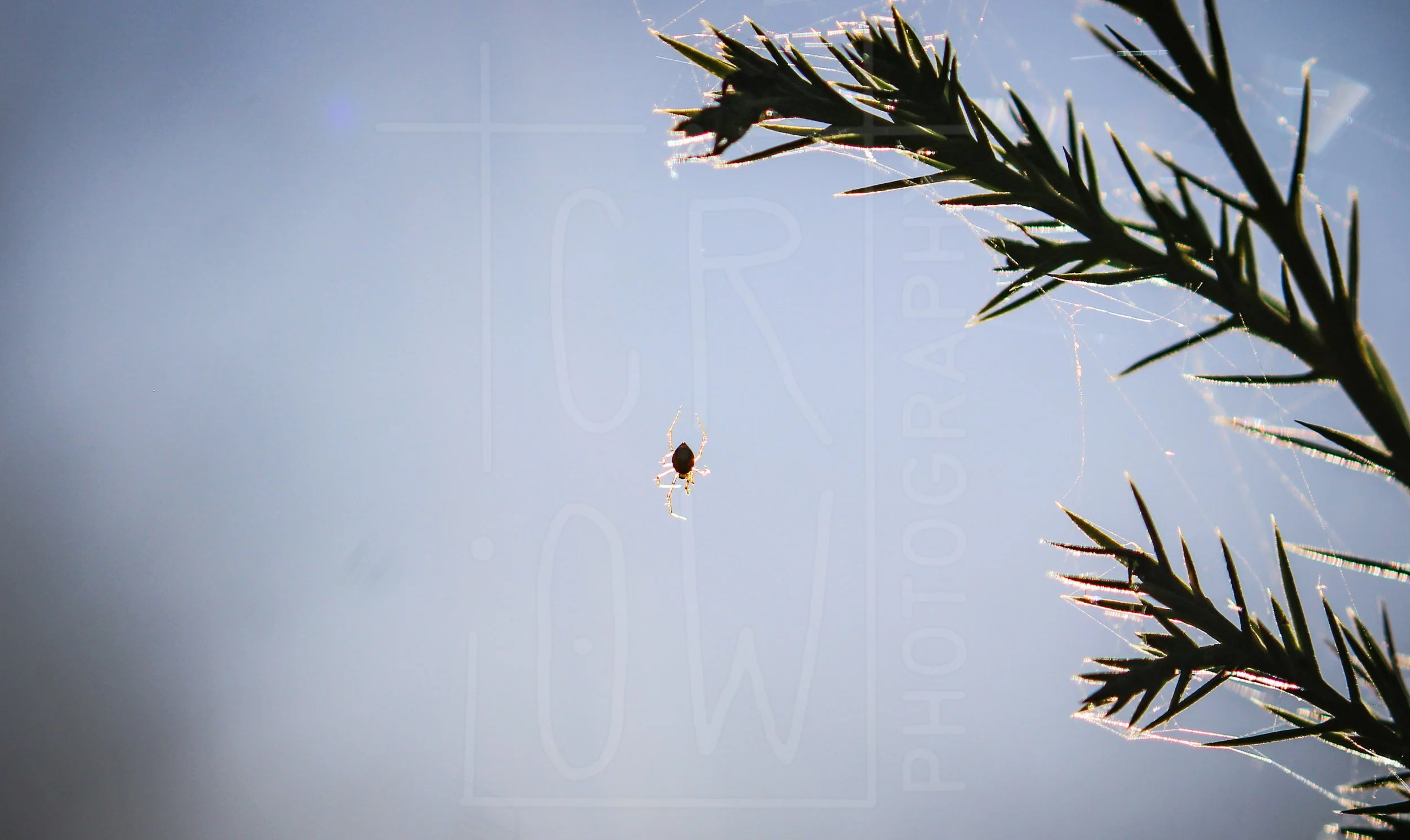 Tine Spider in Pine Sapling 3.jpg