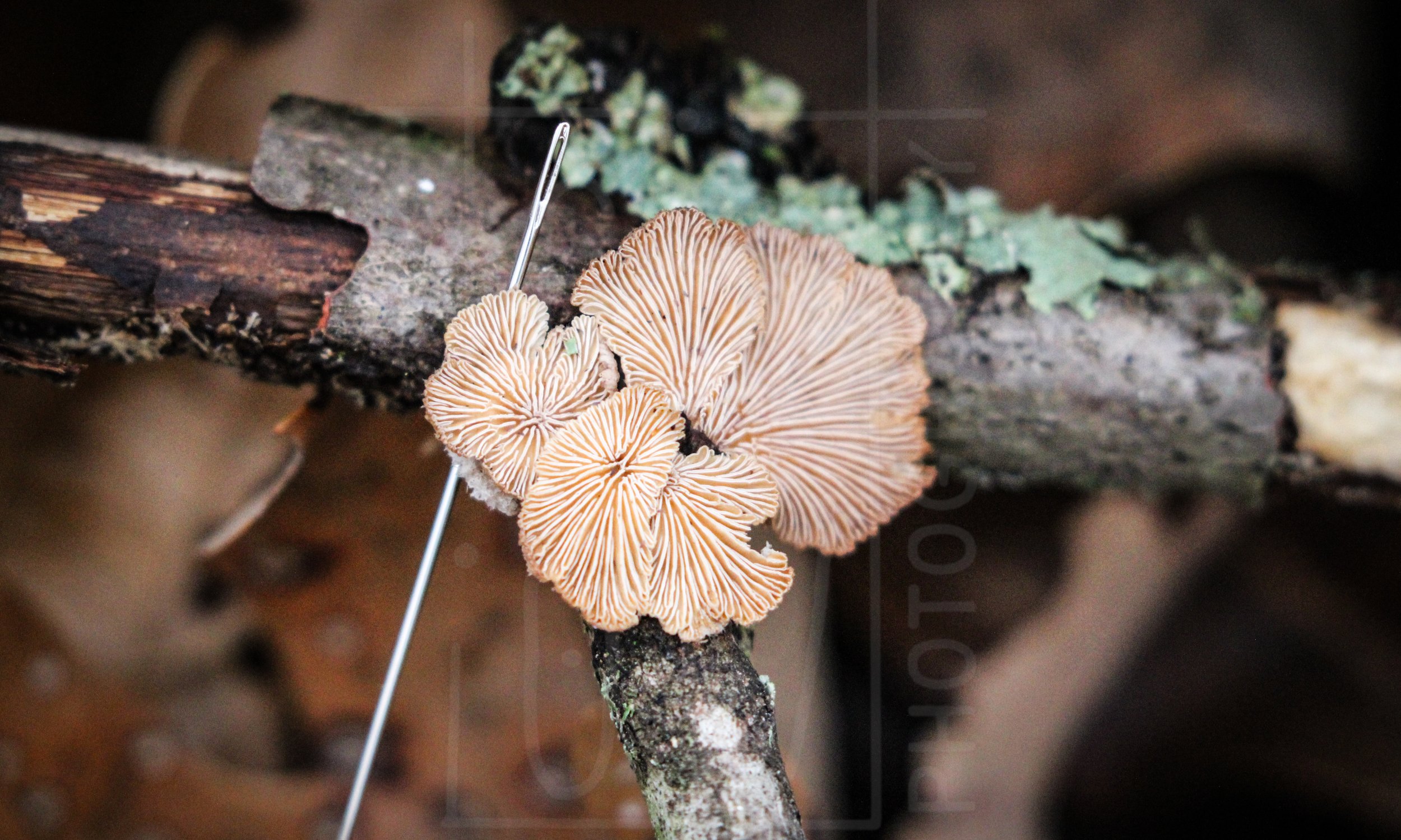 Schizophyllum commune 2.jpg