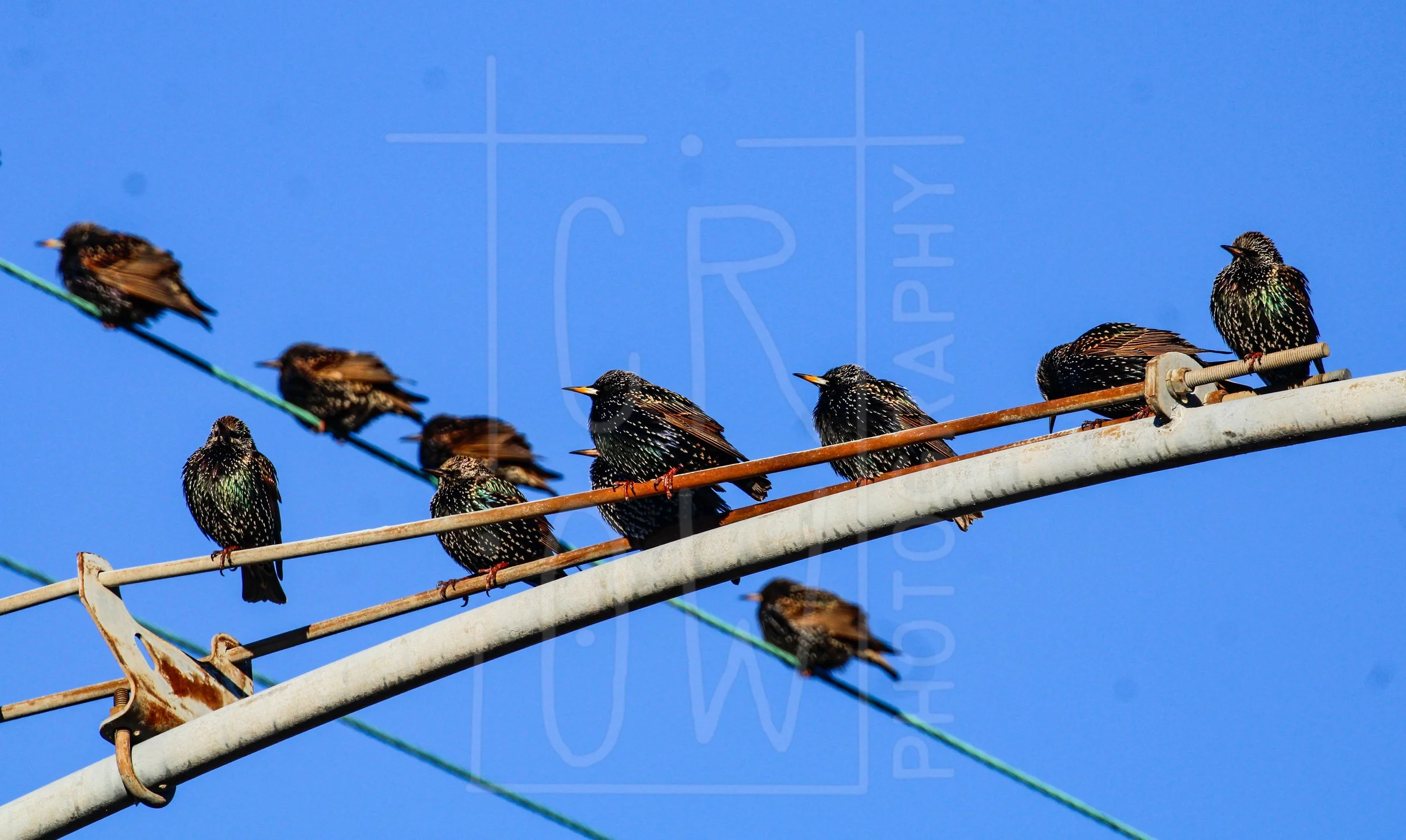 Starlings.jpg