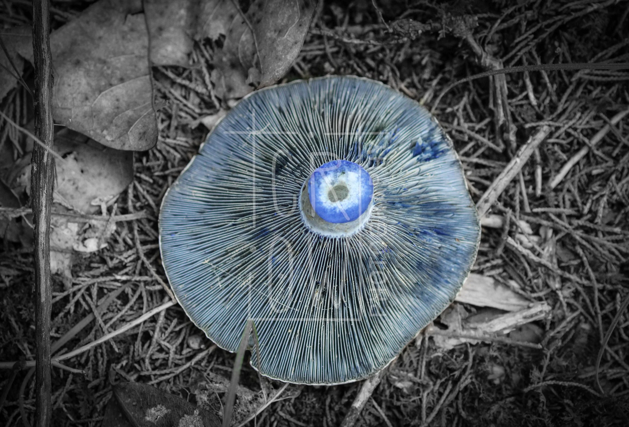 Indigo Milkcap Selective Color.jpg