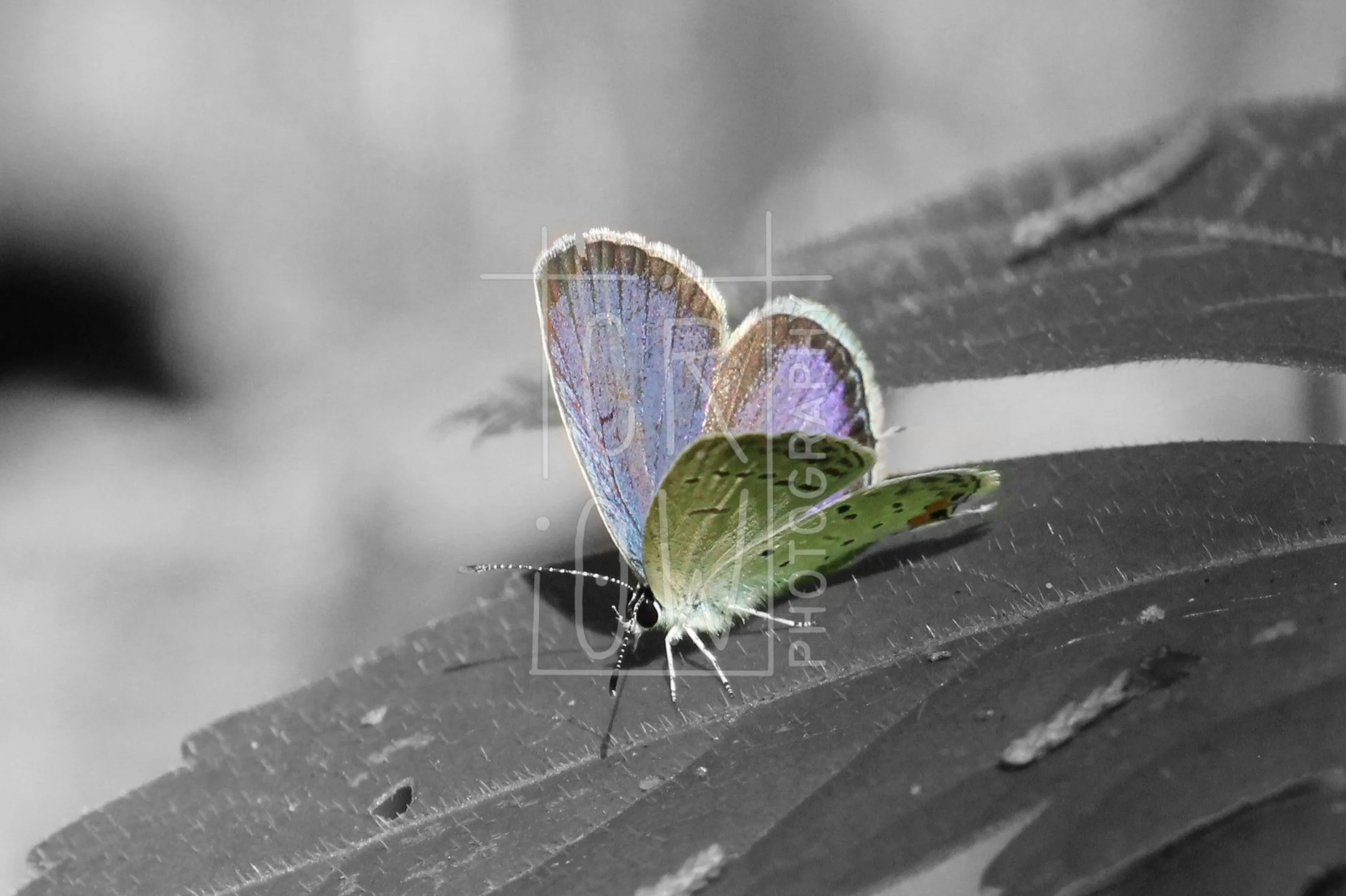 Blue Butterfly Selective Color.jpg