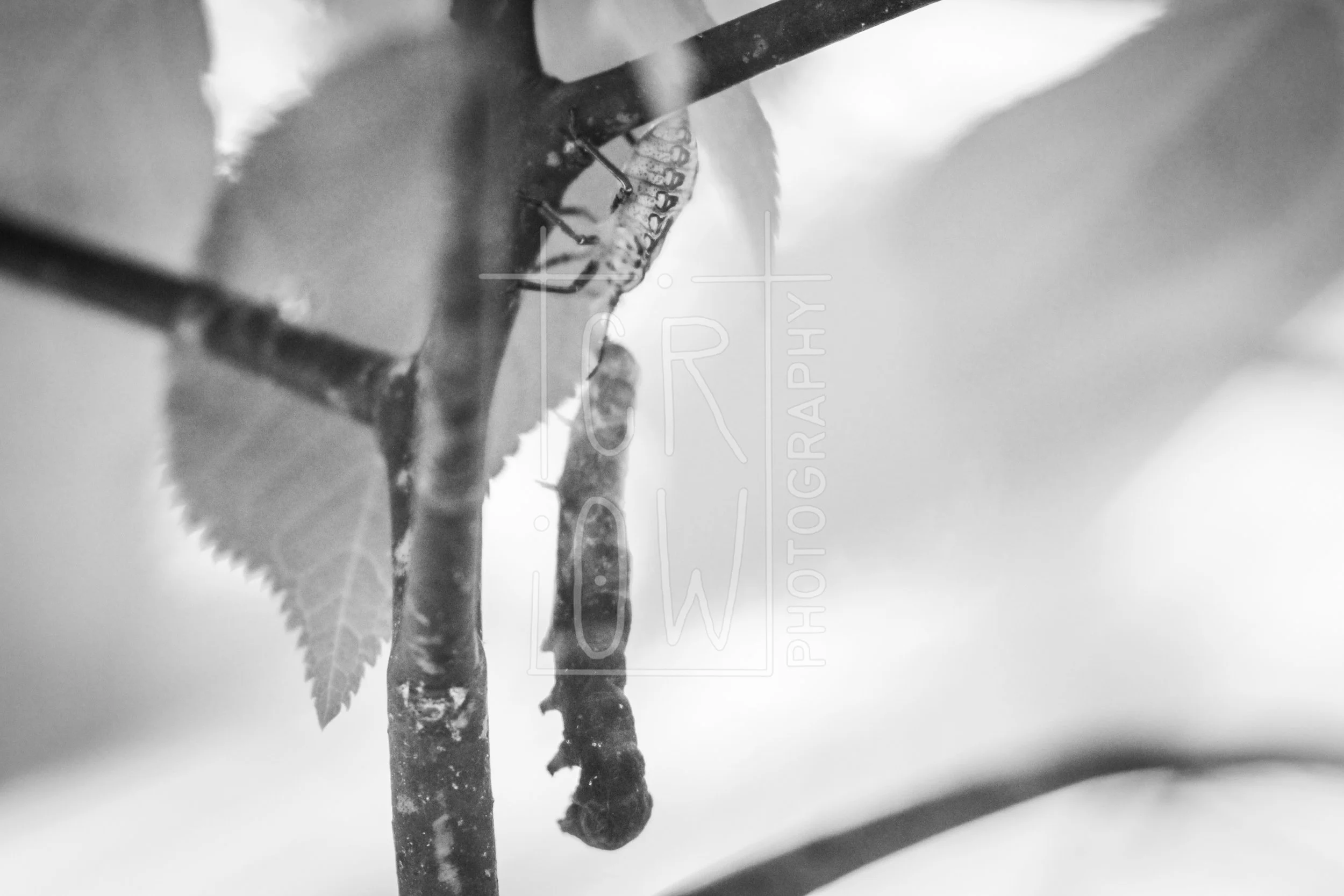 IMG_2813-2 - Copy.jpg