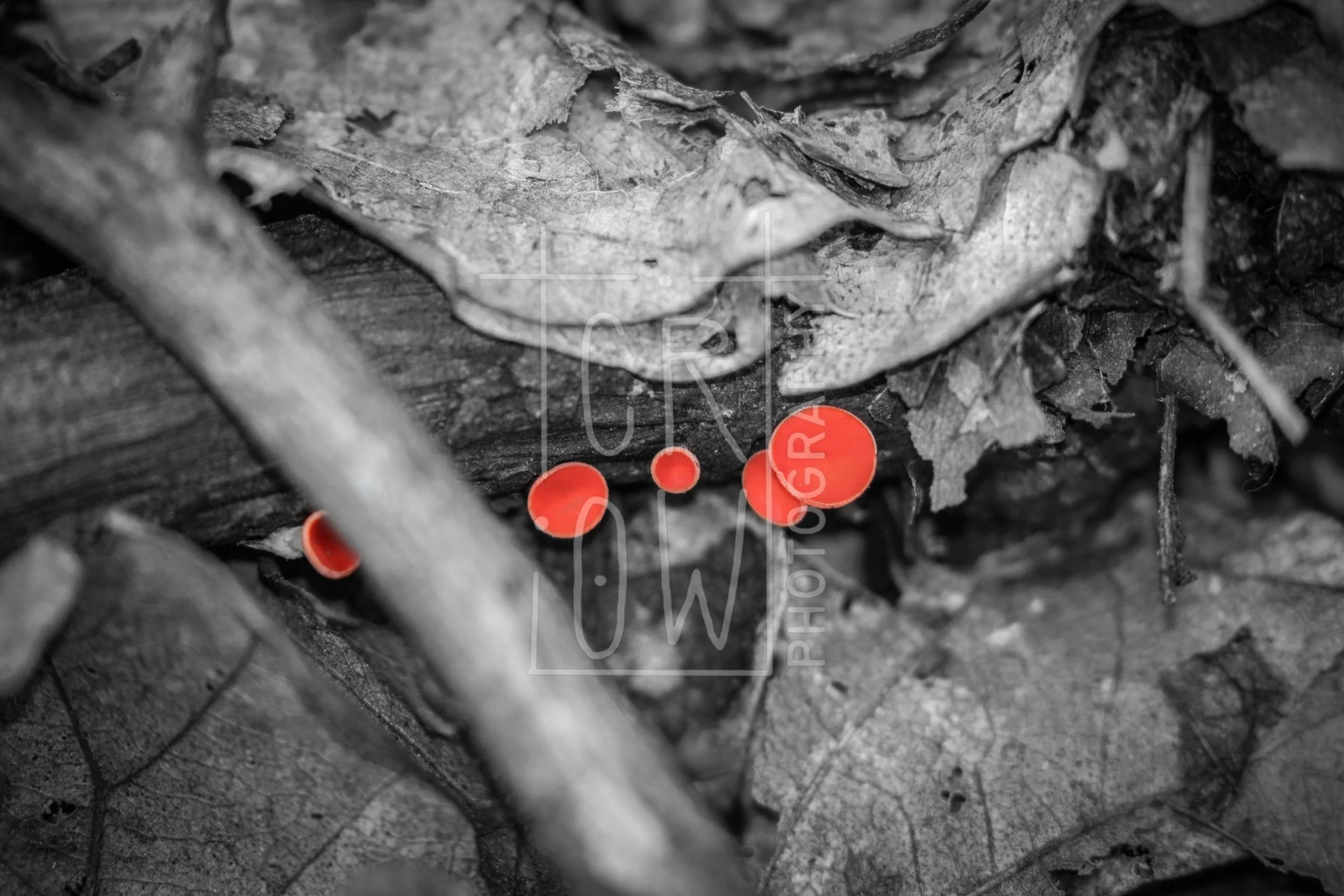 Red Cup Fungus Selective Color.jpg