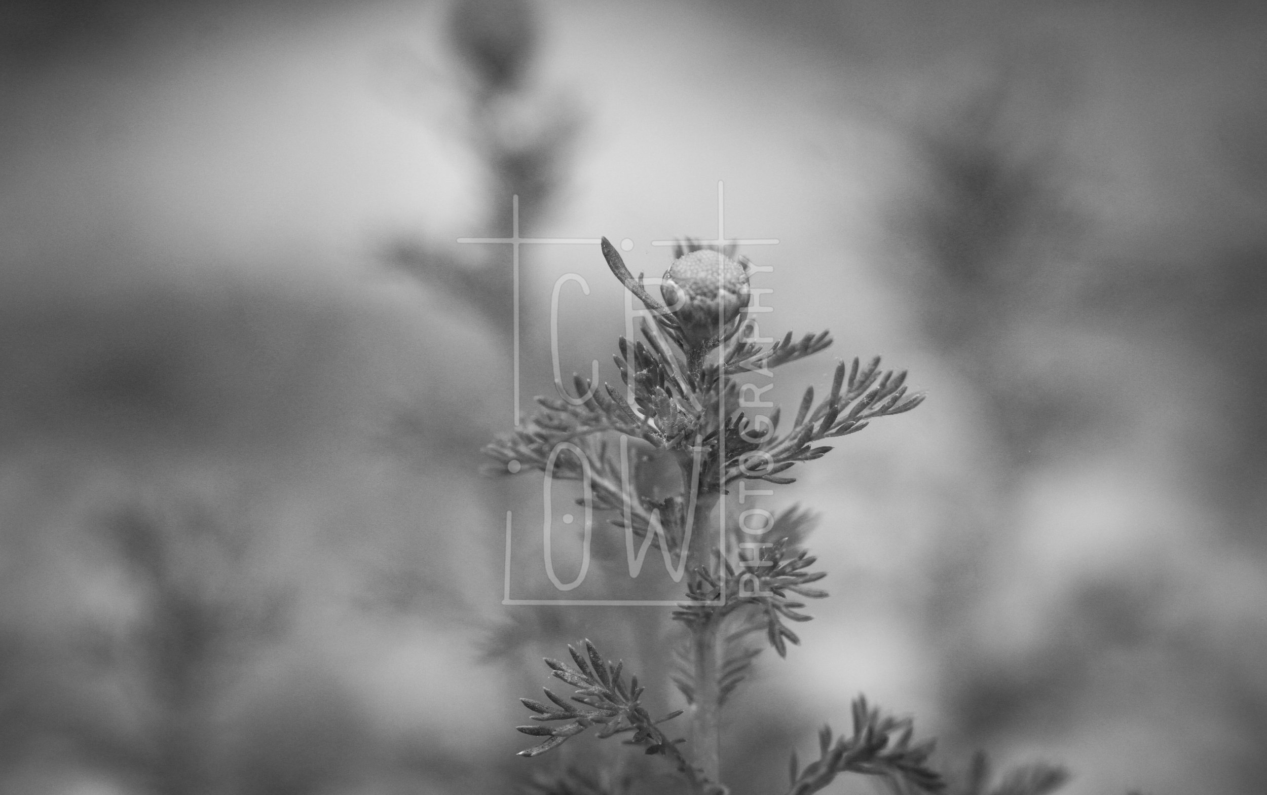 IMG_2793-2 - Copy.jpg