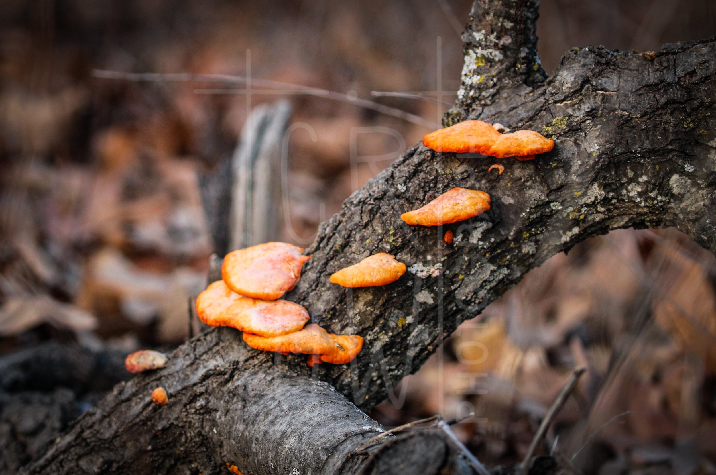Cinnabar Polypore 4.jpg
