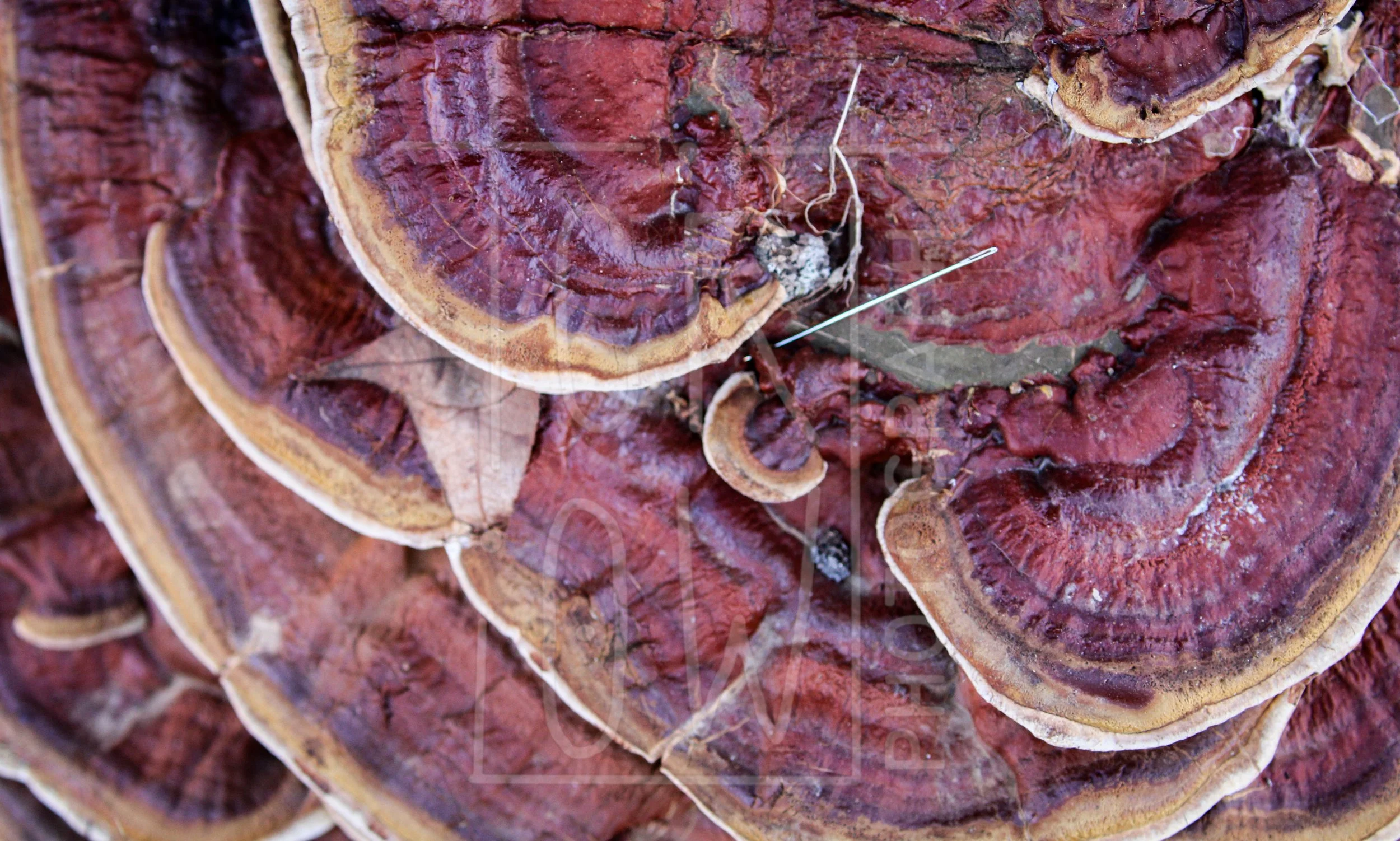 Ganoderma.jpg