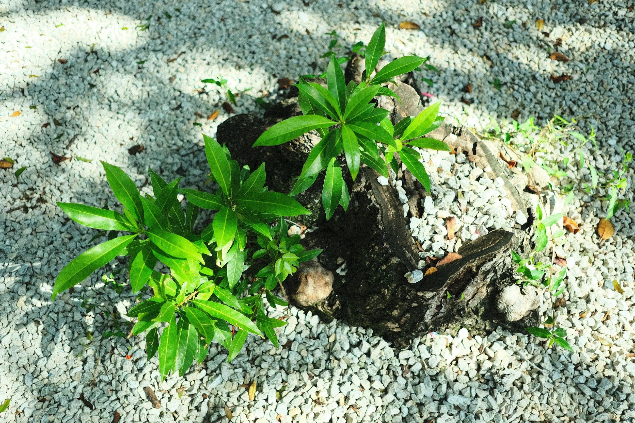 From sapling to stump