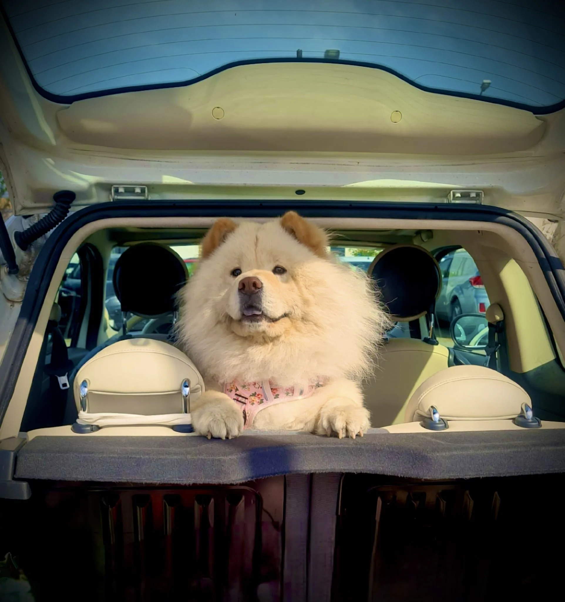 A New Pet Wellness Brand Begins with Mishka