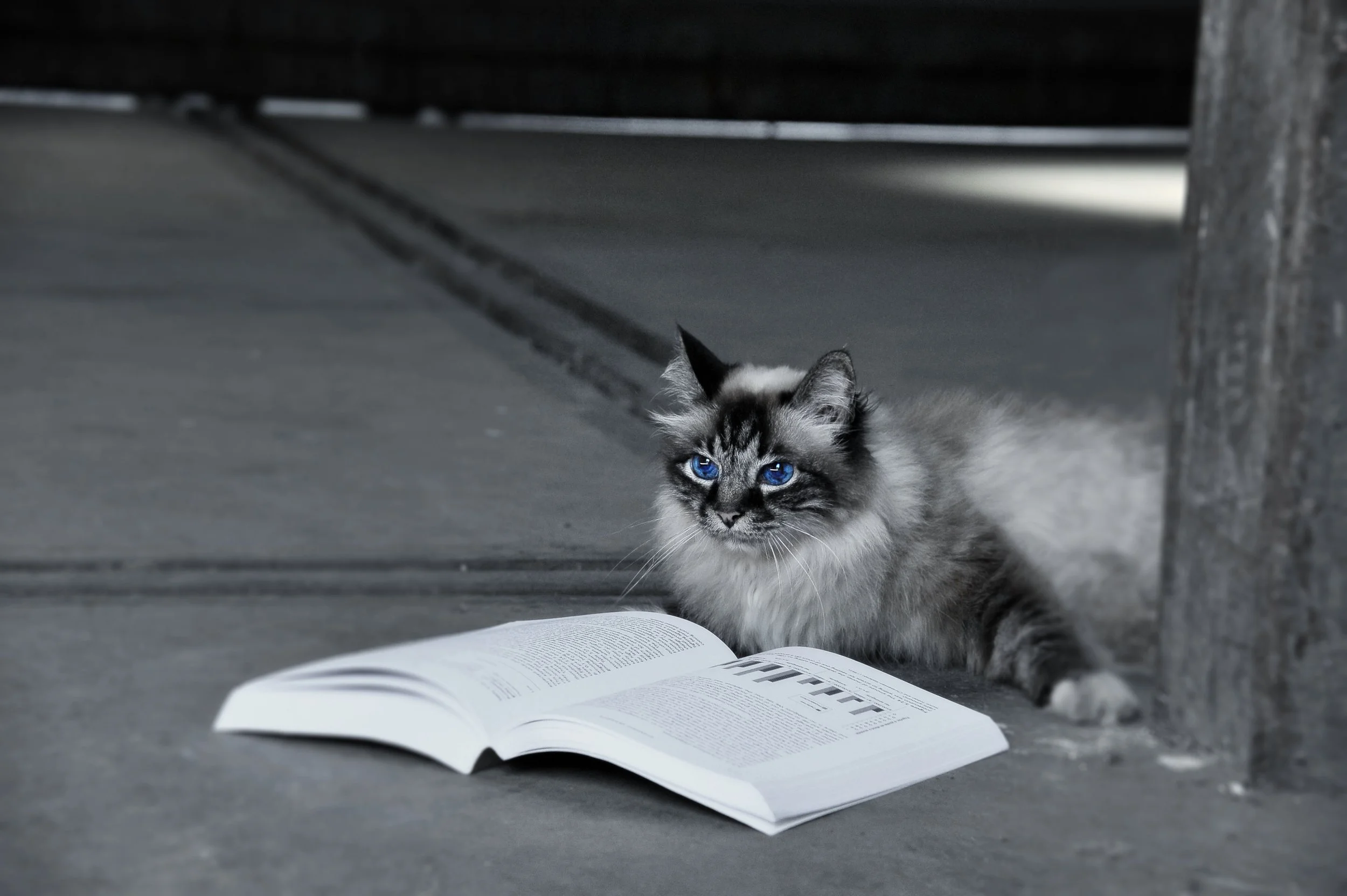A fluffy cat with striking blue eyes lying next to an open book on a concrete floor, with a wooden post and a dark background.