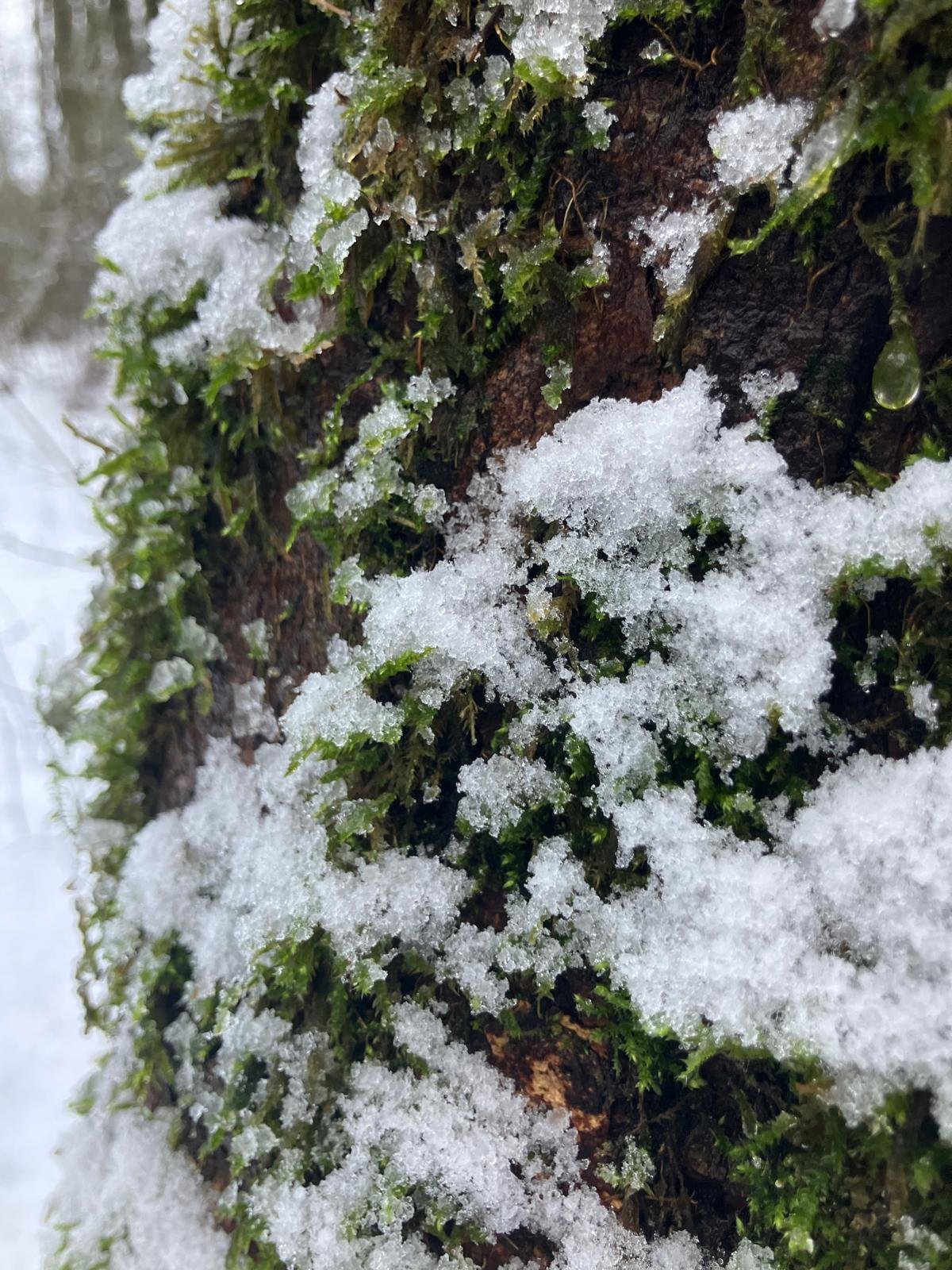 Snow falls in Japanese