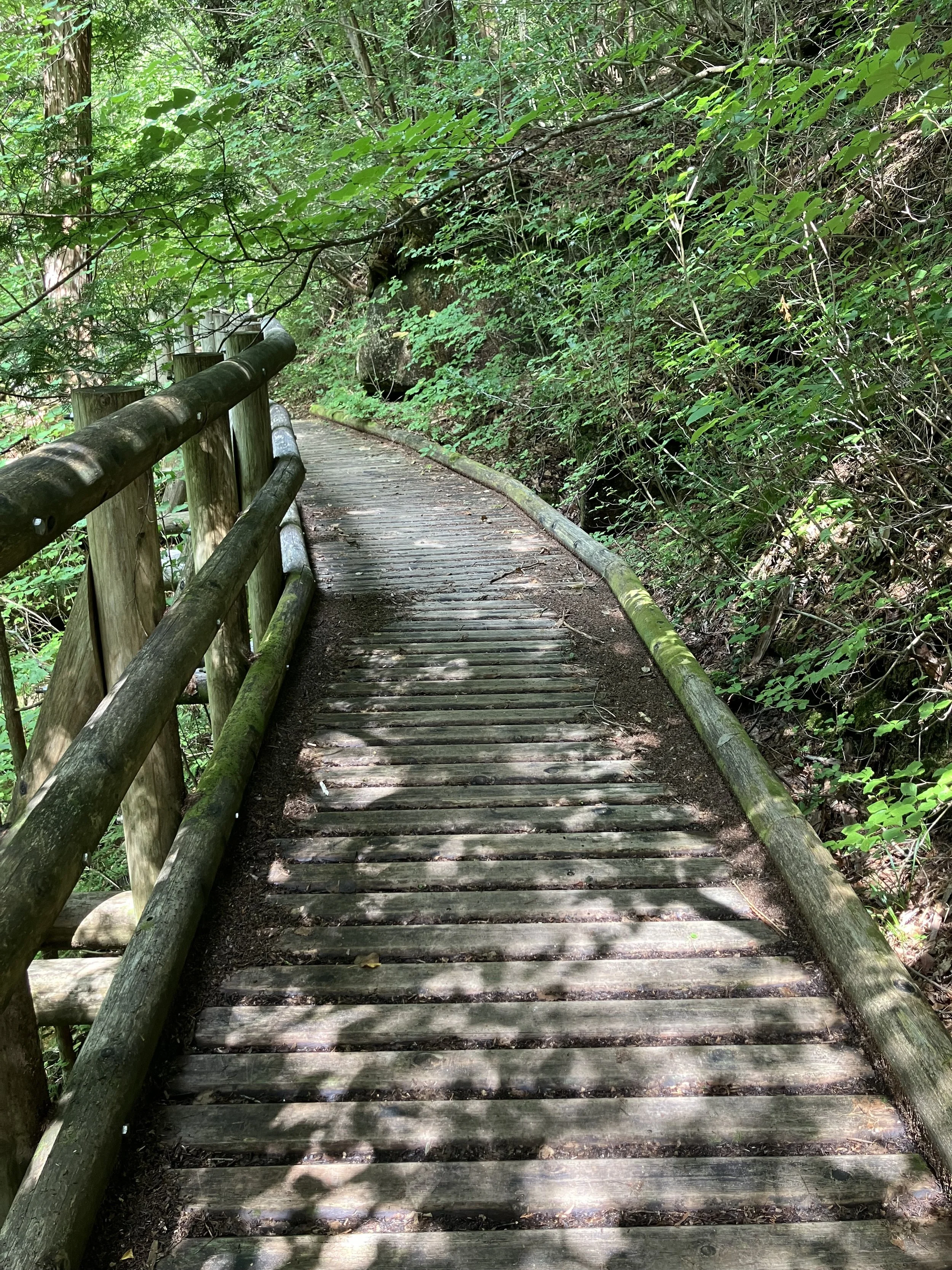 Akasawa Natural Recreation Forest: Where Shinrin-yoku Began