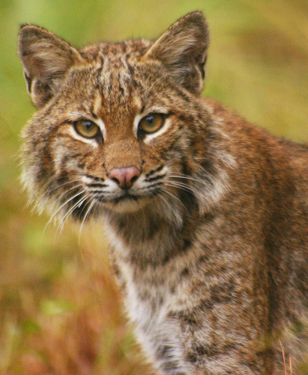 Reiki Level 1 — The Awakening Attunement