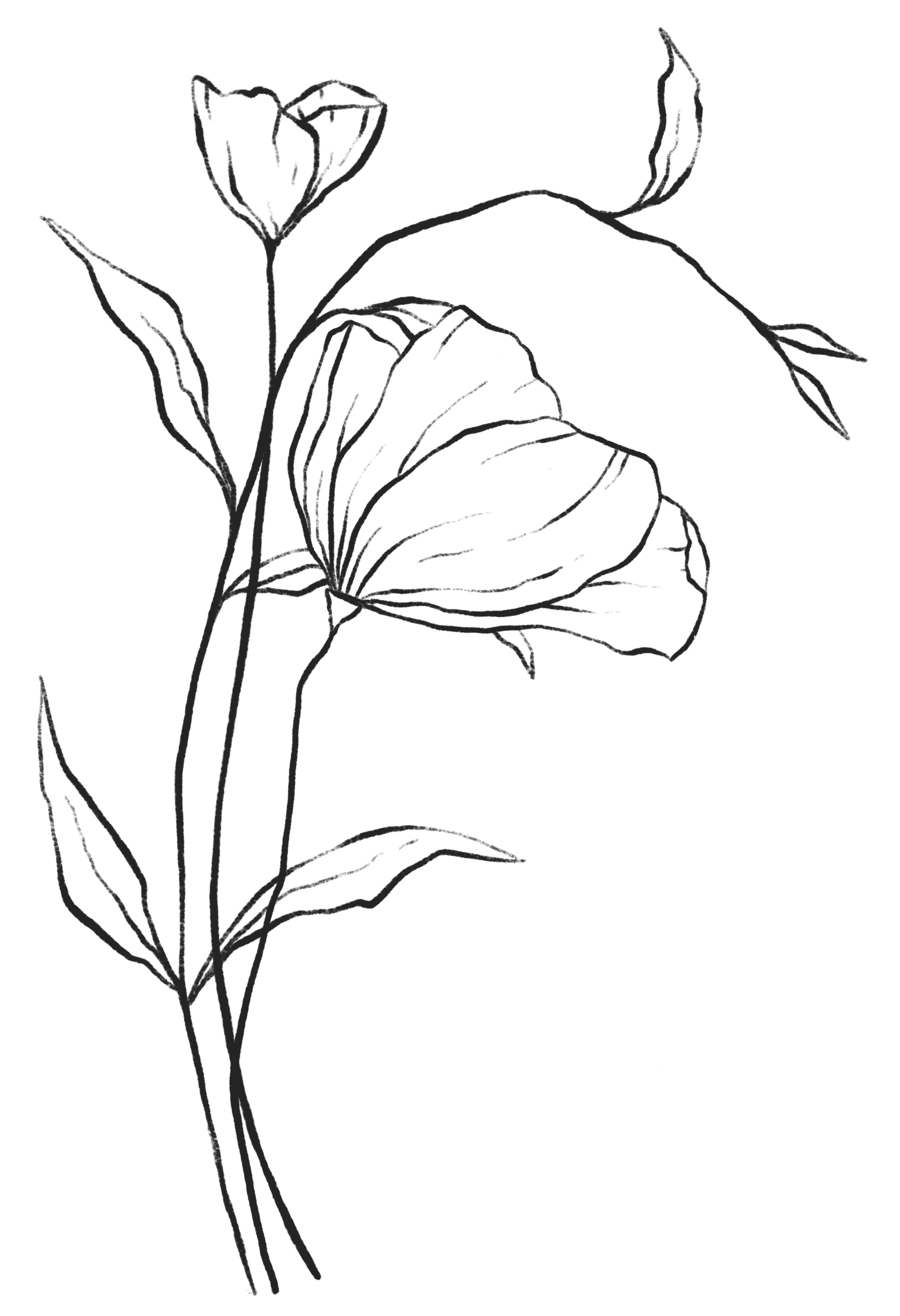 A minimalist line drawing of a flower with a large bloom, leaves, and a stem on a black background.