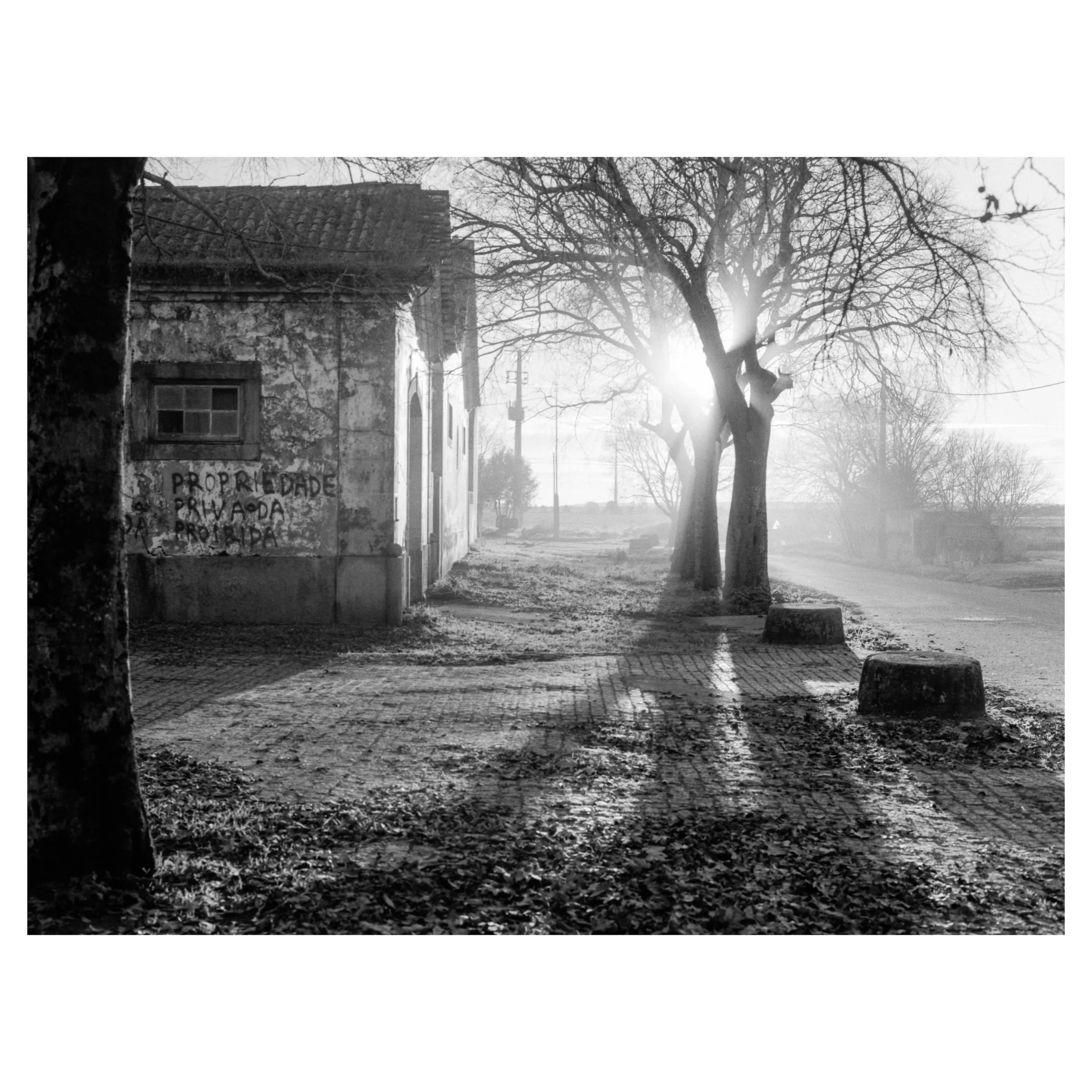 Black and white photo of a quiet street scene with bare trees, an old building on the left with graffiti, and the sun shining through the branches in the background.