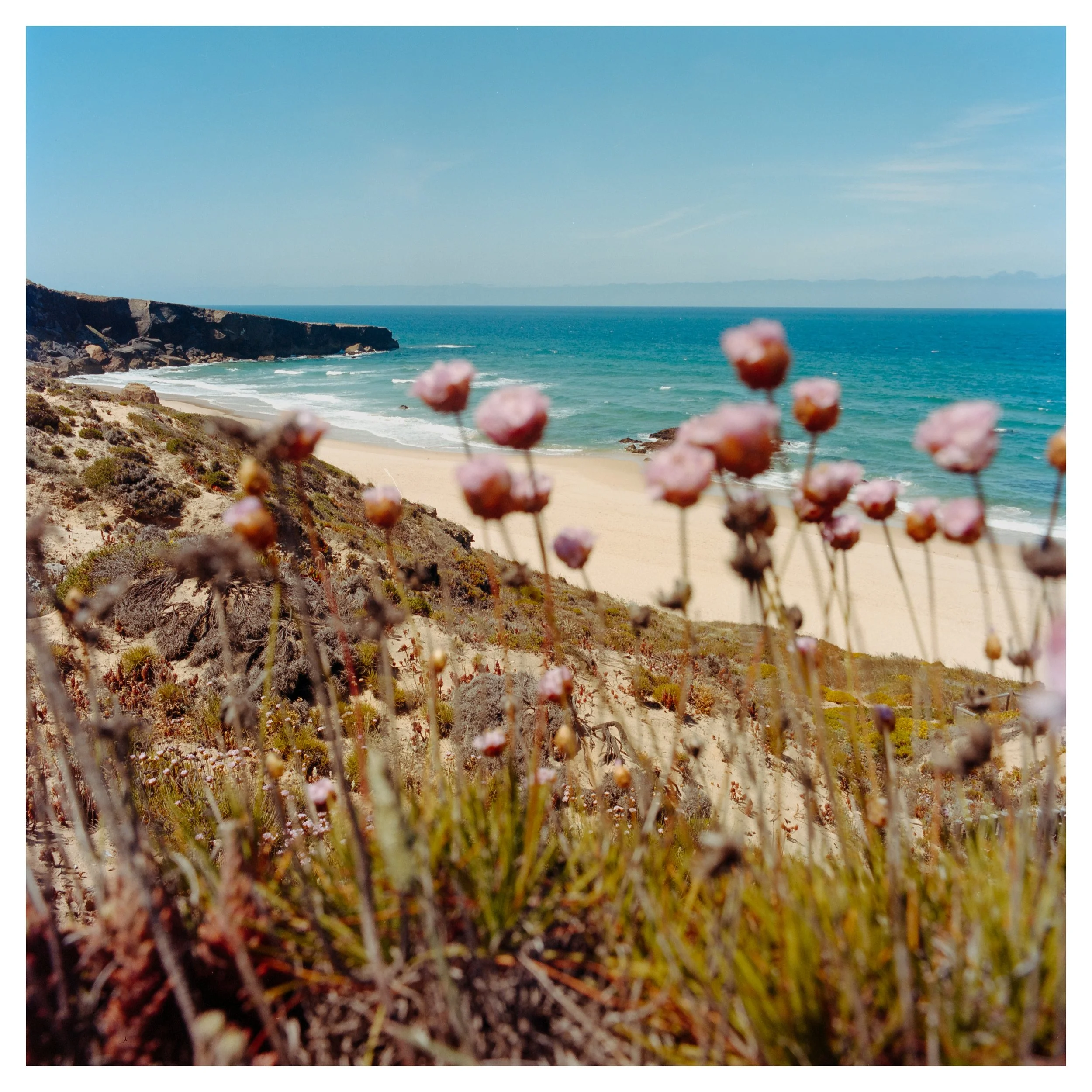 View of a beach with sandy shoreline, ocean waves, and cliffs in the background, with pink flowers and coastal vegetation in the foreground.