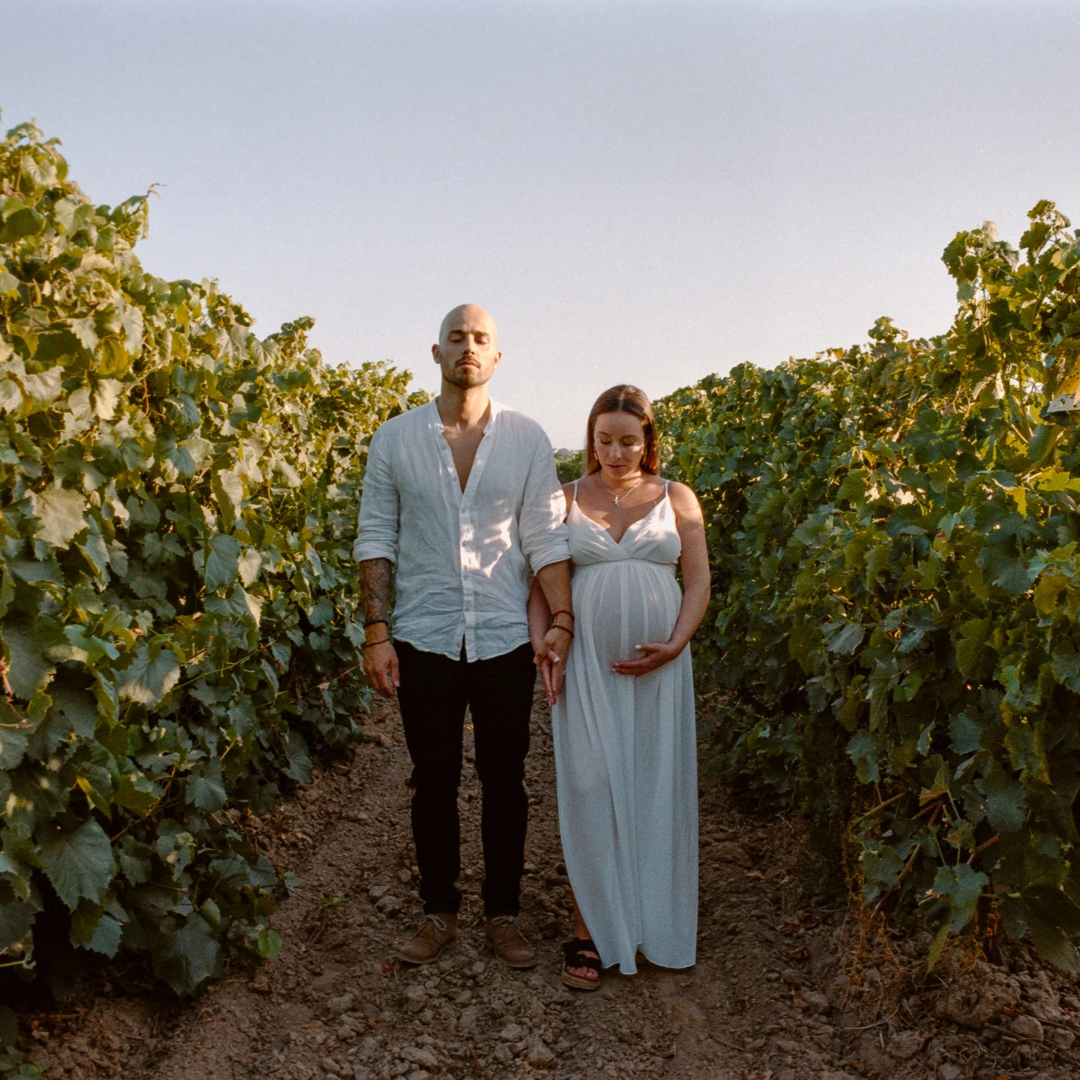 A couple, with the woman pregnant, standing hand in hand in a vineyard during sunset.