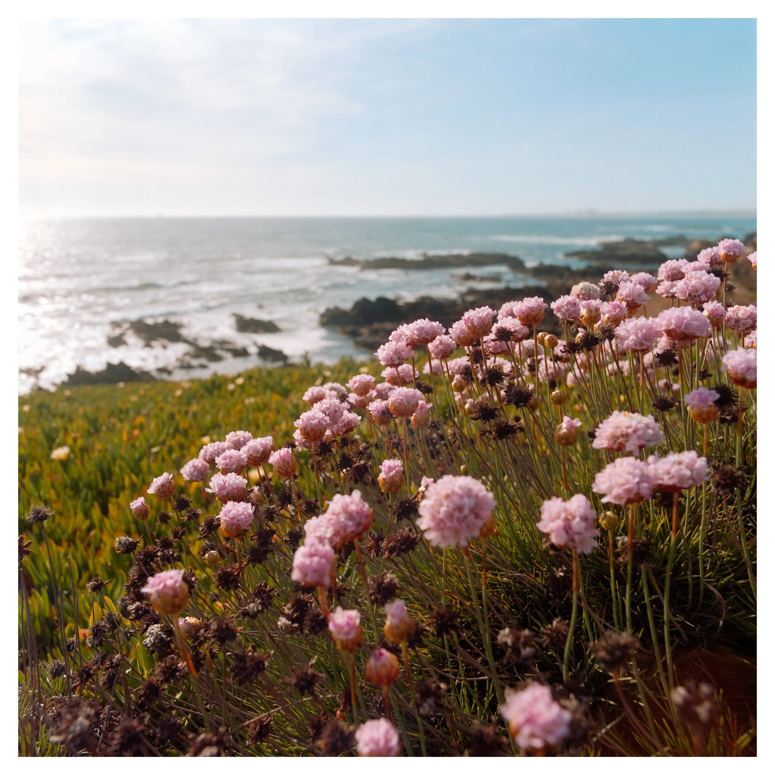 Pink flowers growing on a grassy hill with ocean waves and rocky shoreline in the background under a partly cloudy sky.