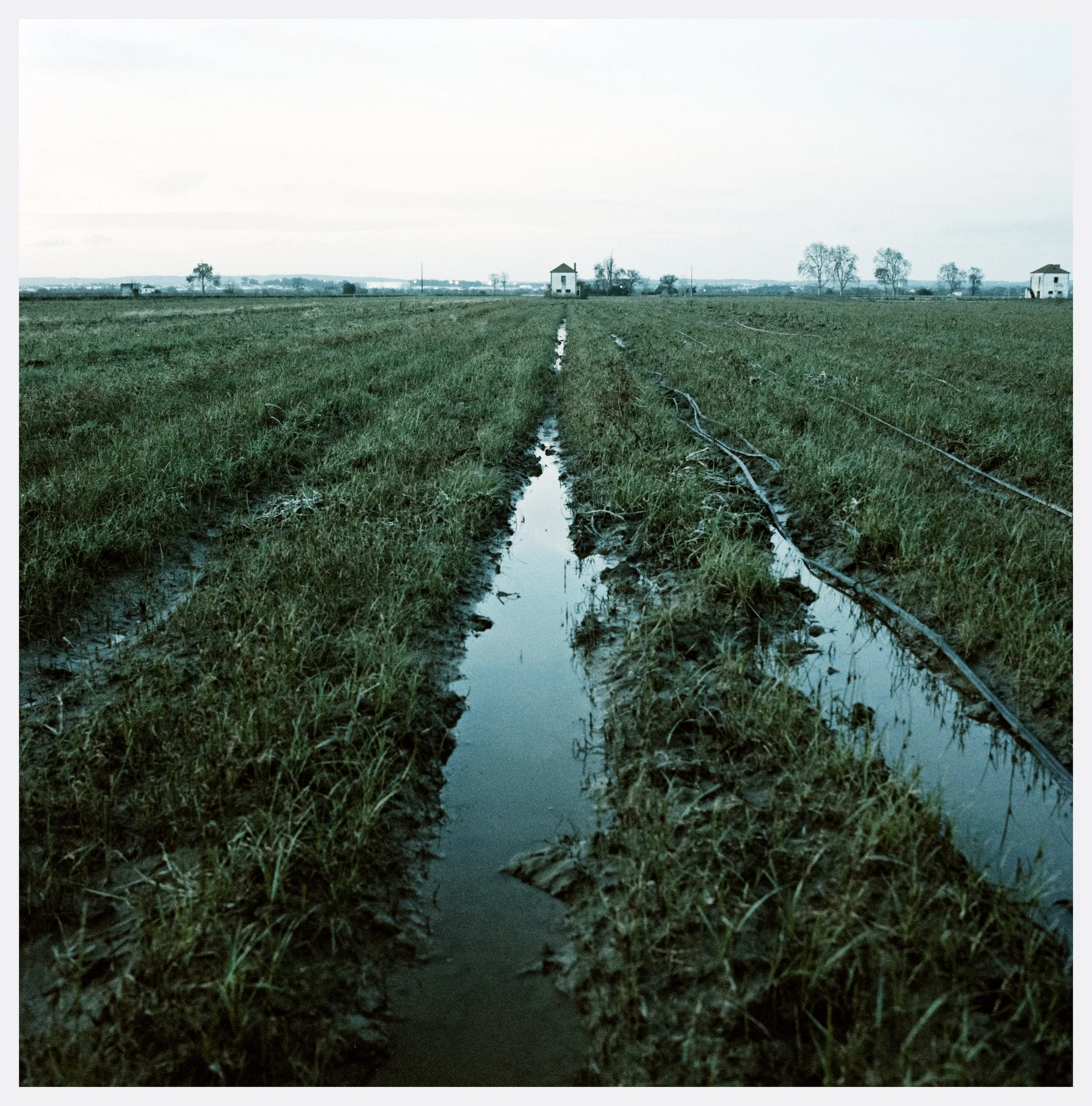 A muddy field with water-filled furrows and irrigation hoses extending across the landscape, with a white barn or shed in the distance and trees on the horizon under an overcast sky.