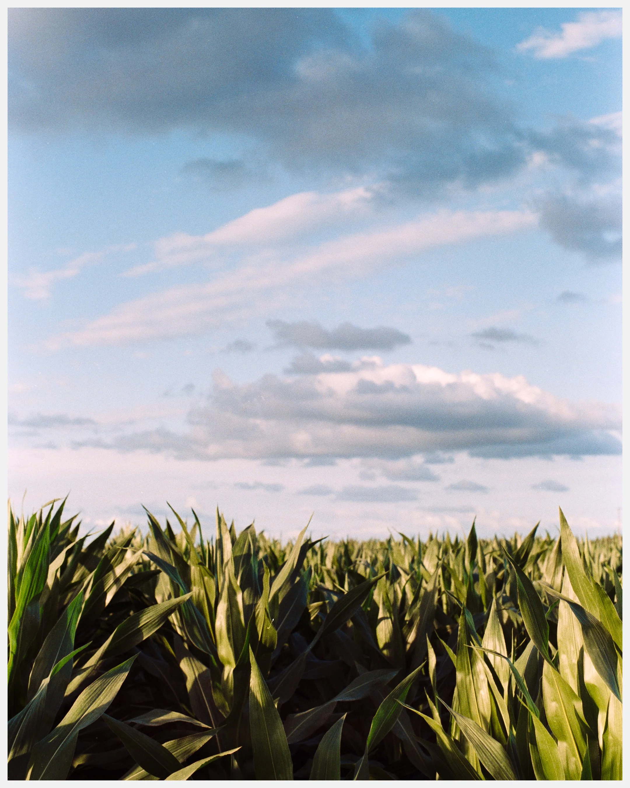 Green cornfield under a partly cloudy sky with blue and gray clouds.