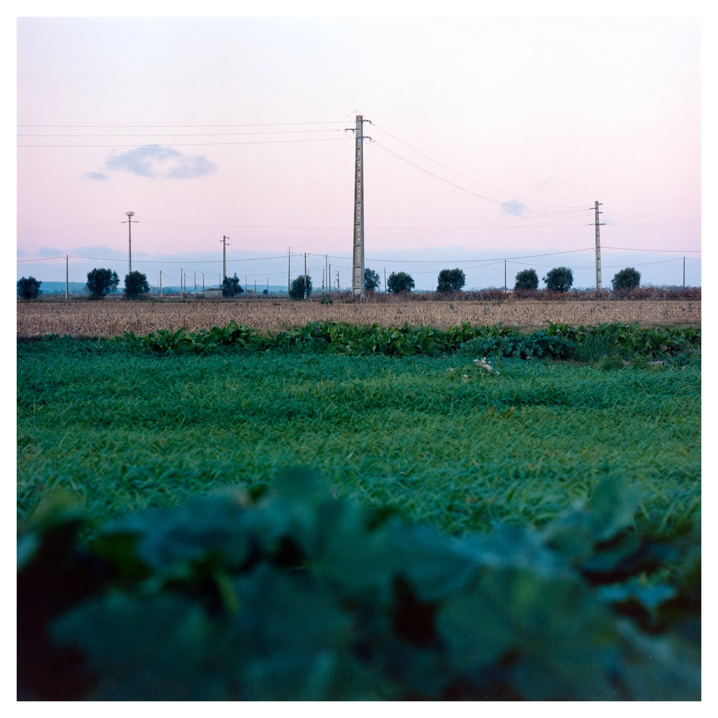 Photo of a farm field with green crops in the foreground, power lines and poles running across the middle ground, and a partly cloudy sky at dusk or dawn in the background.
