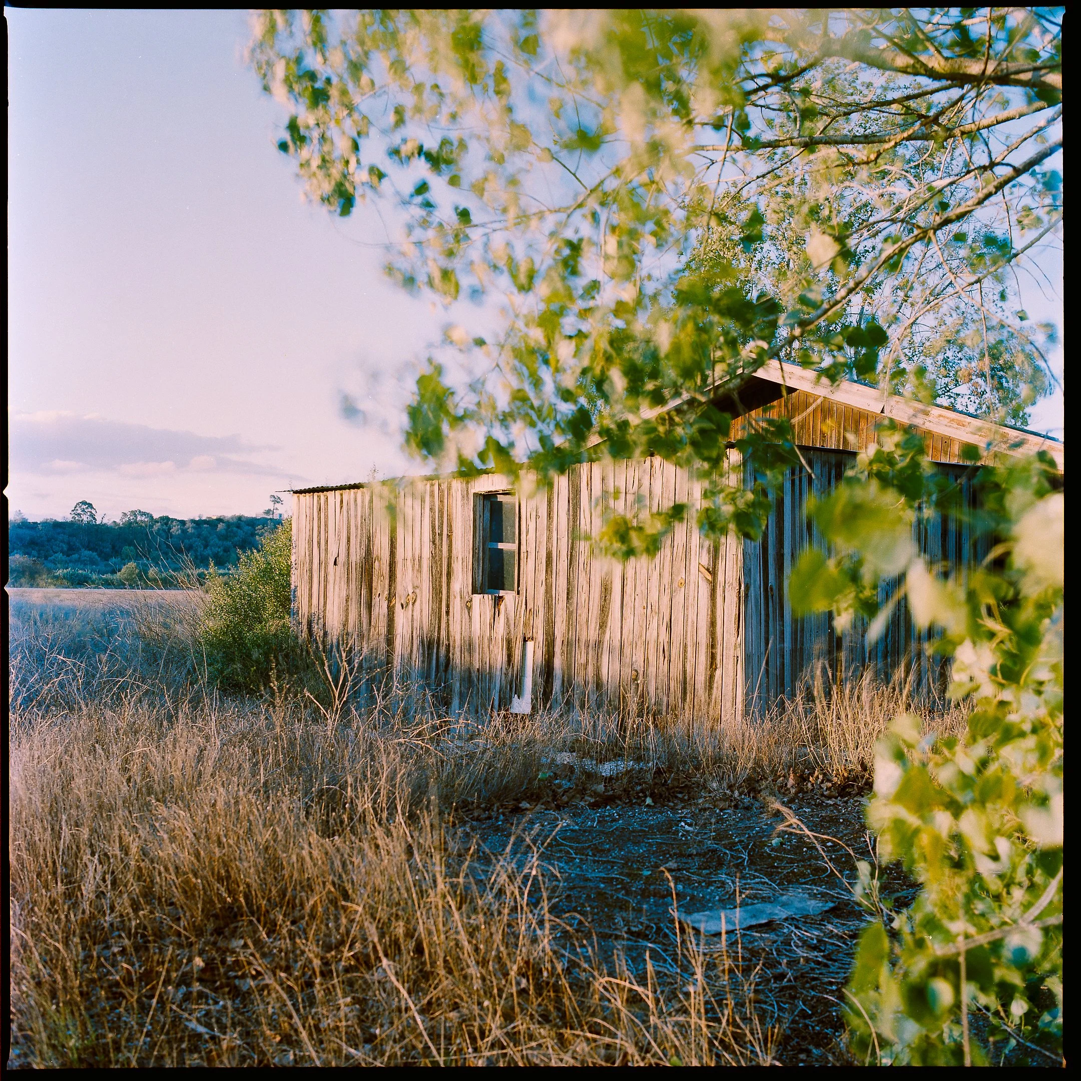An old wooden barn surrounded by dry grass and green trees on a sunny day.
