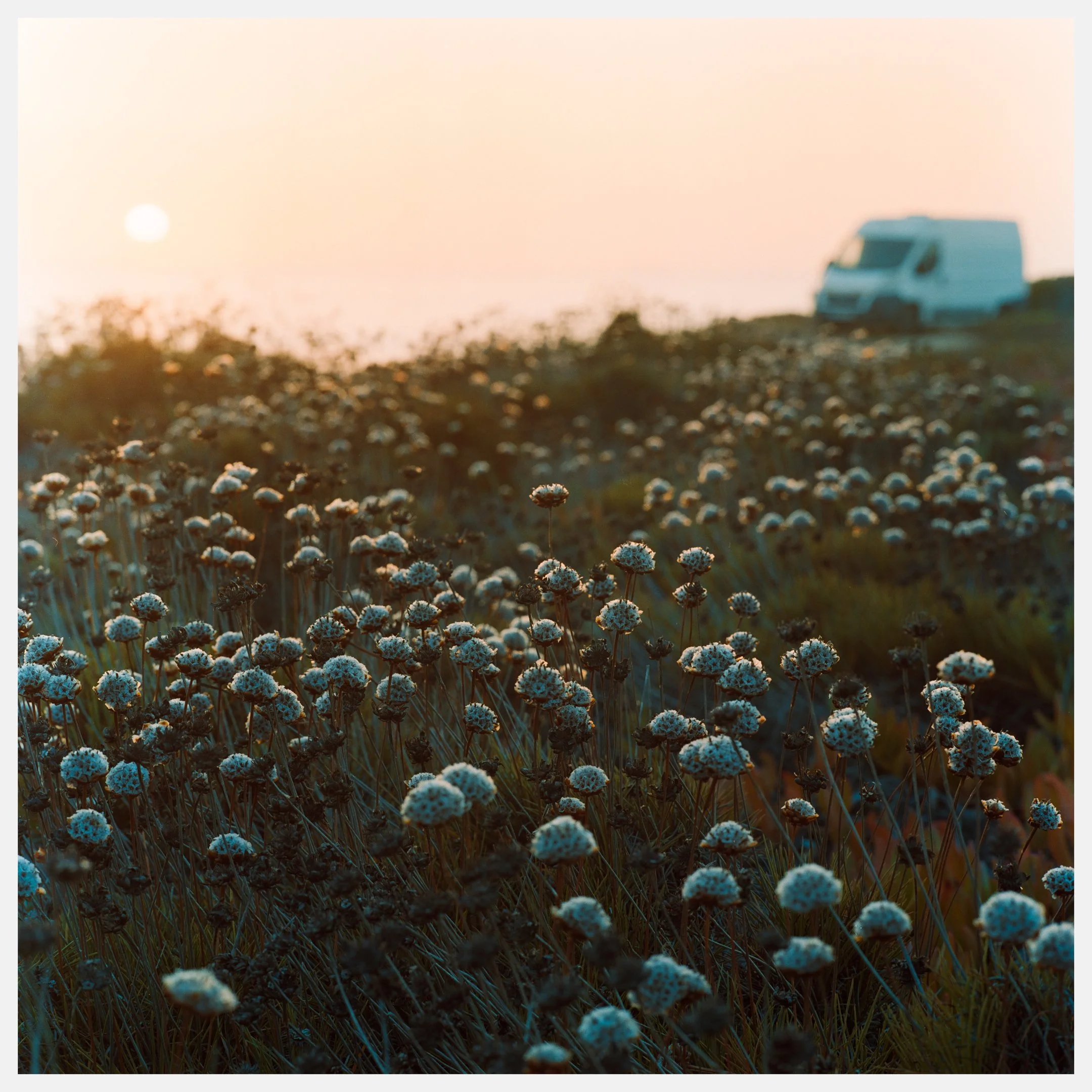 A field of white wildflowers at sunset with a camper van in the background.