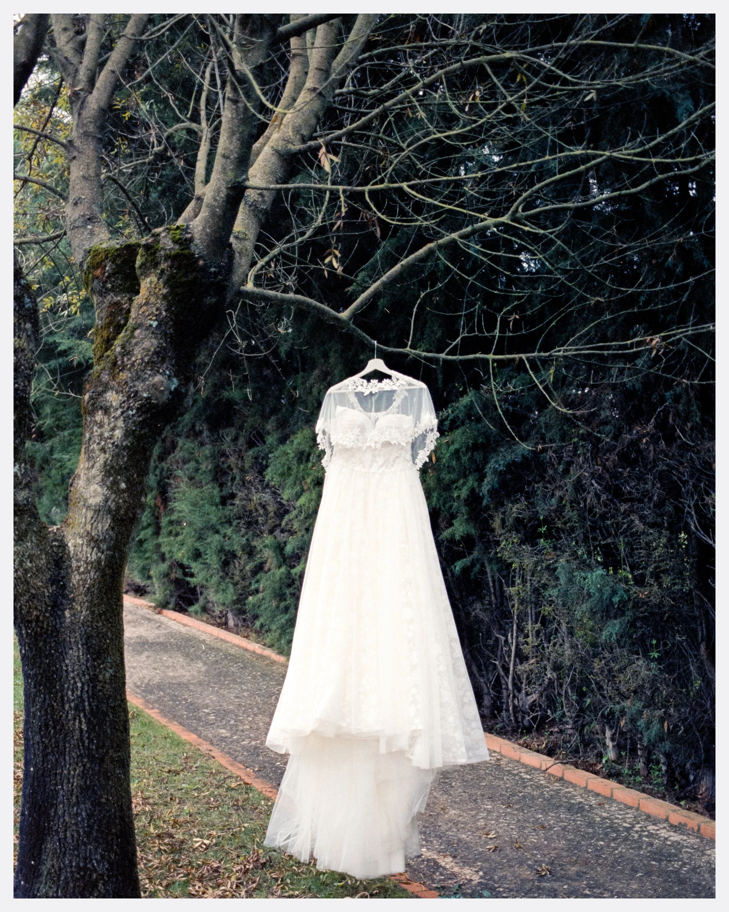 Dress on the tree. photo by Bruno Novais