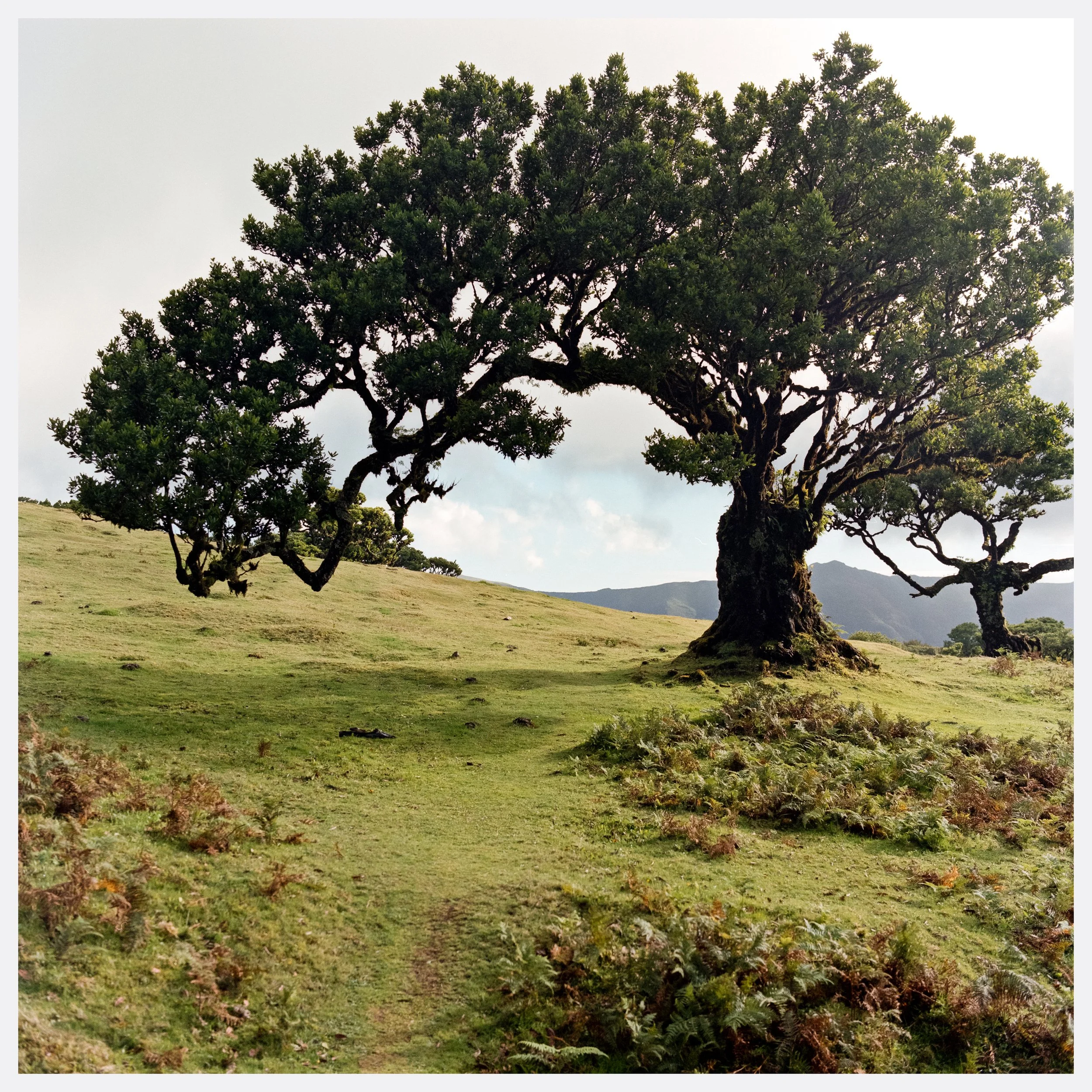 A large tree with a thick trunk and sprawling branches stands on a grassy hillside, with smaller trees in the background and distant mountains under a partly cloudy sky.