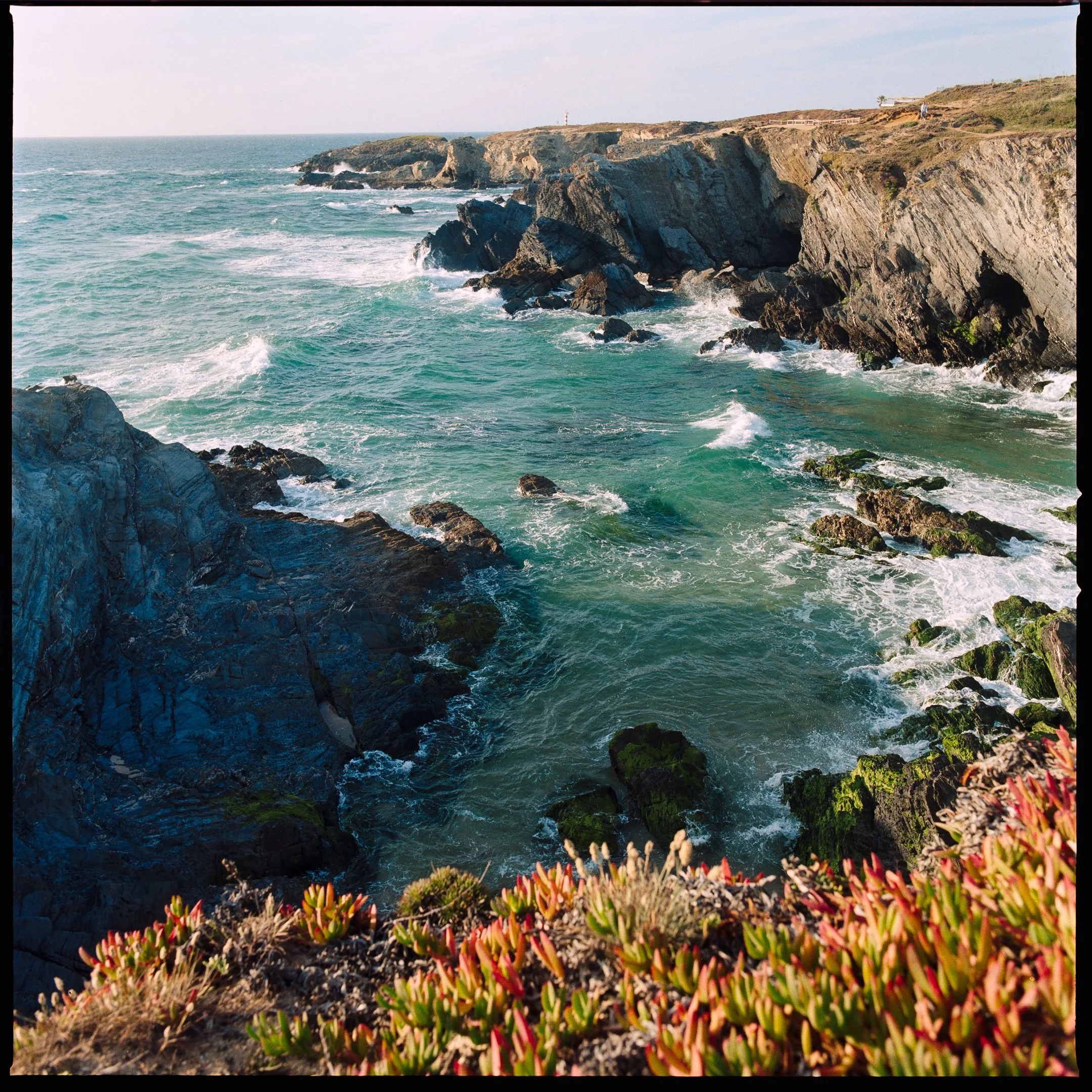 Coastal cliffs with rocky shoreline and waves crashing against rocks, with succulent plants in the foreground and a lighthouse in the distance.