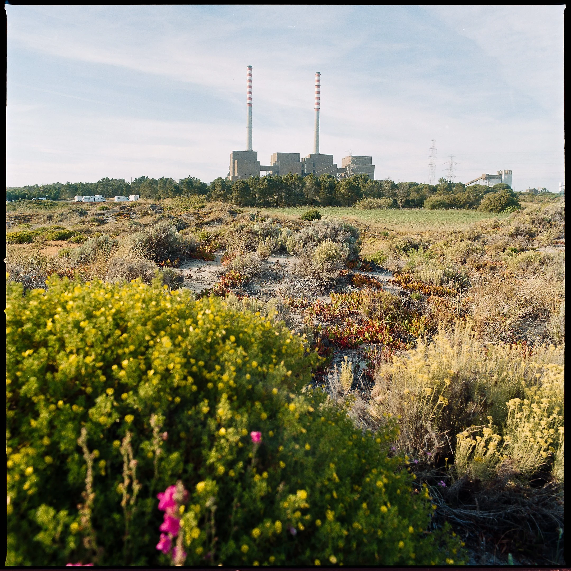 Power plant with smoke stacks in the distance, surrounded by a field of wildflowers and shrubs in the foreground.