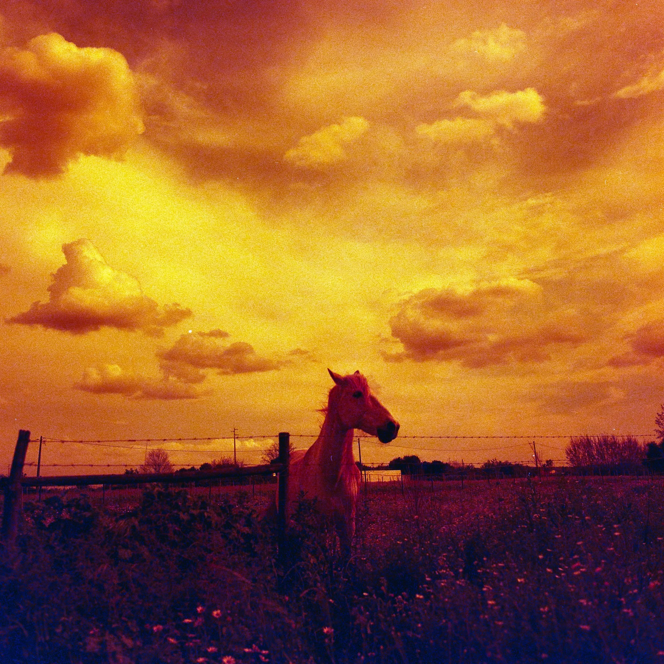 A white horse standing behind a fence on a farm during sunset with a dramatic orange sky and scattered clouds. photo by Bruno Novais