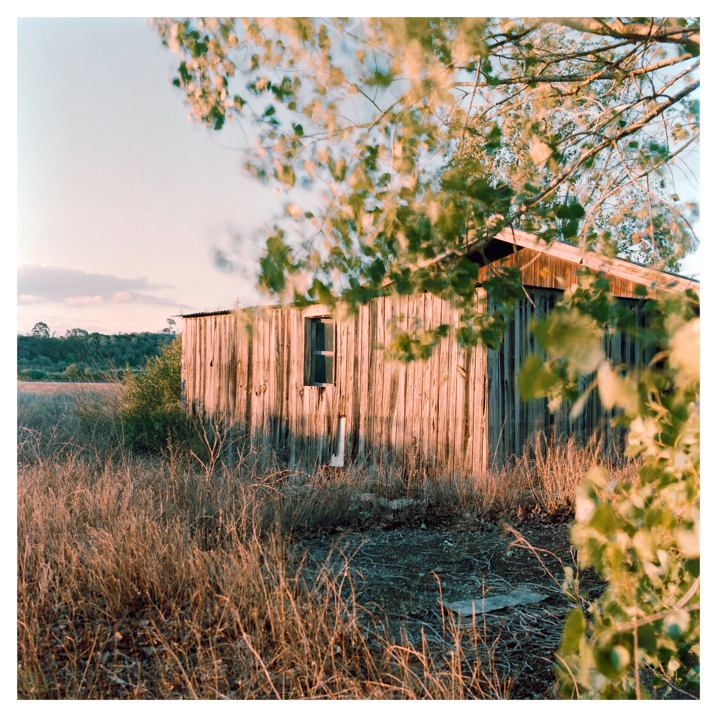 A weathered wooden barn in a rural field during sunset, partially obscured by a leafy tree in the foreground.