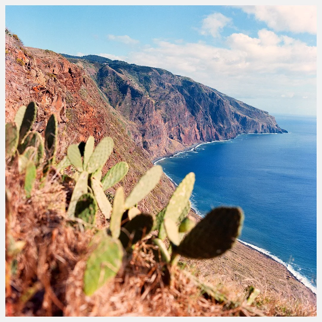Cliffs overlooking the ocean with a cactus plant in the foreground