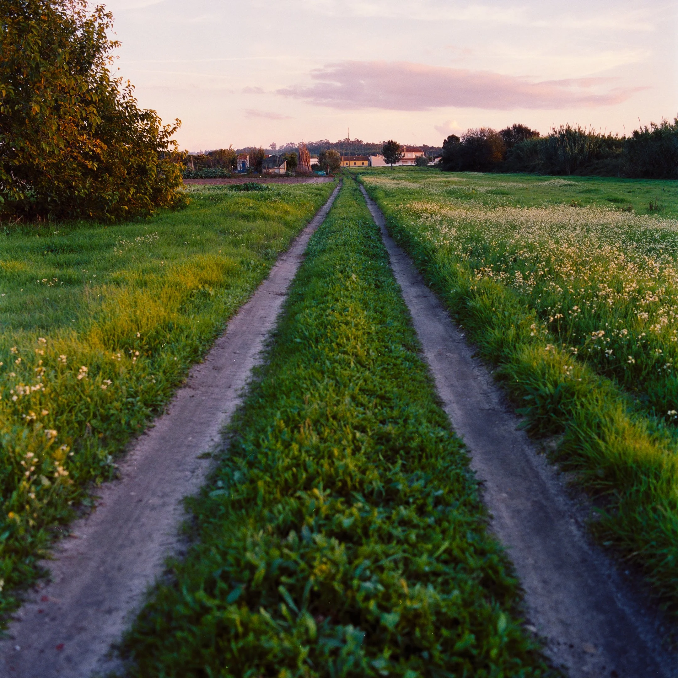 Dirt road through green fields on a farm at sunset.