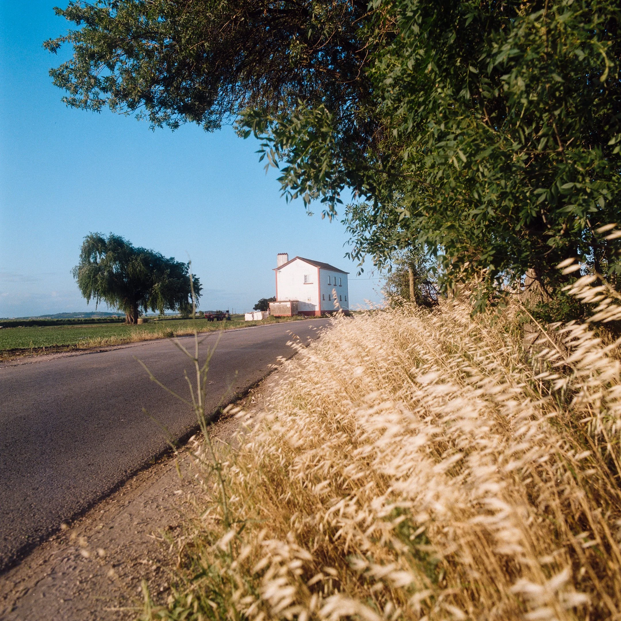 A rural scene with a winding road, a white house in the distance, tall green trees, and golden wheat in the foreground under a clear blue sky.