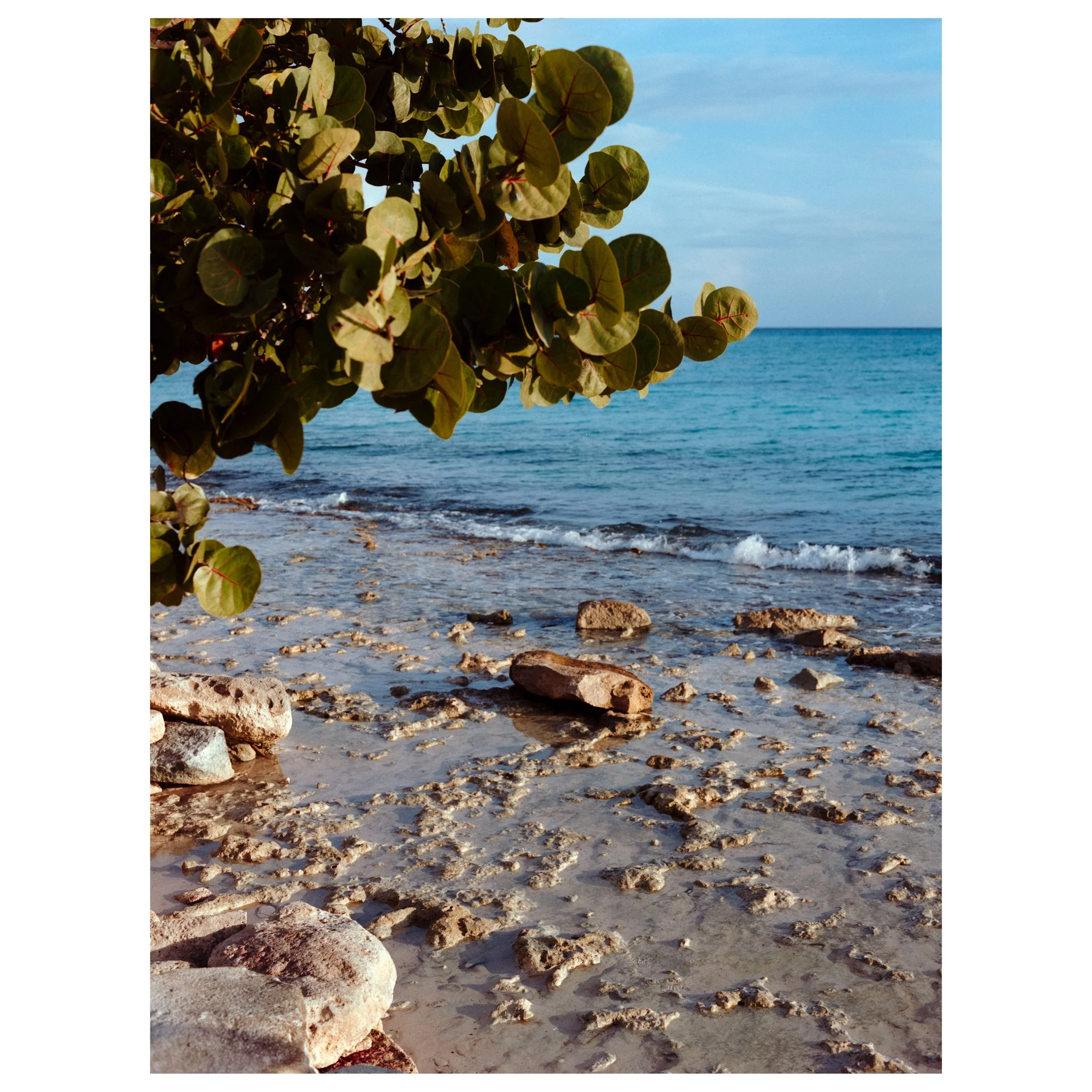 A view of a rocky beach with calm water, partly shaded by green leafy tree branches in the foreground, and a clear blue sky in the background.