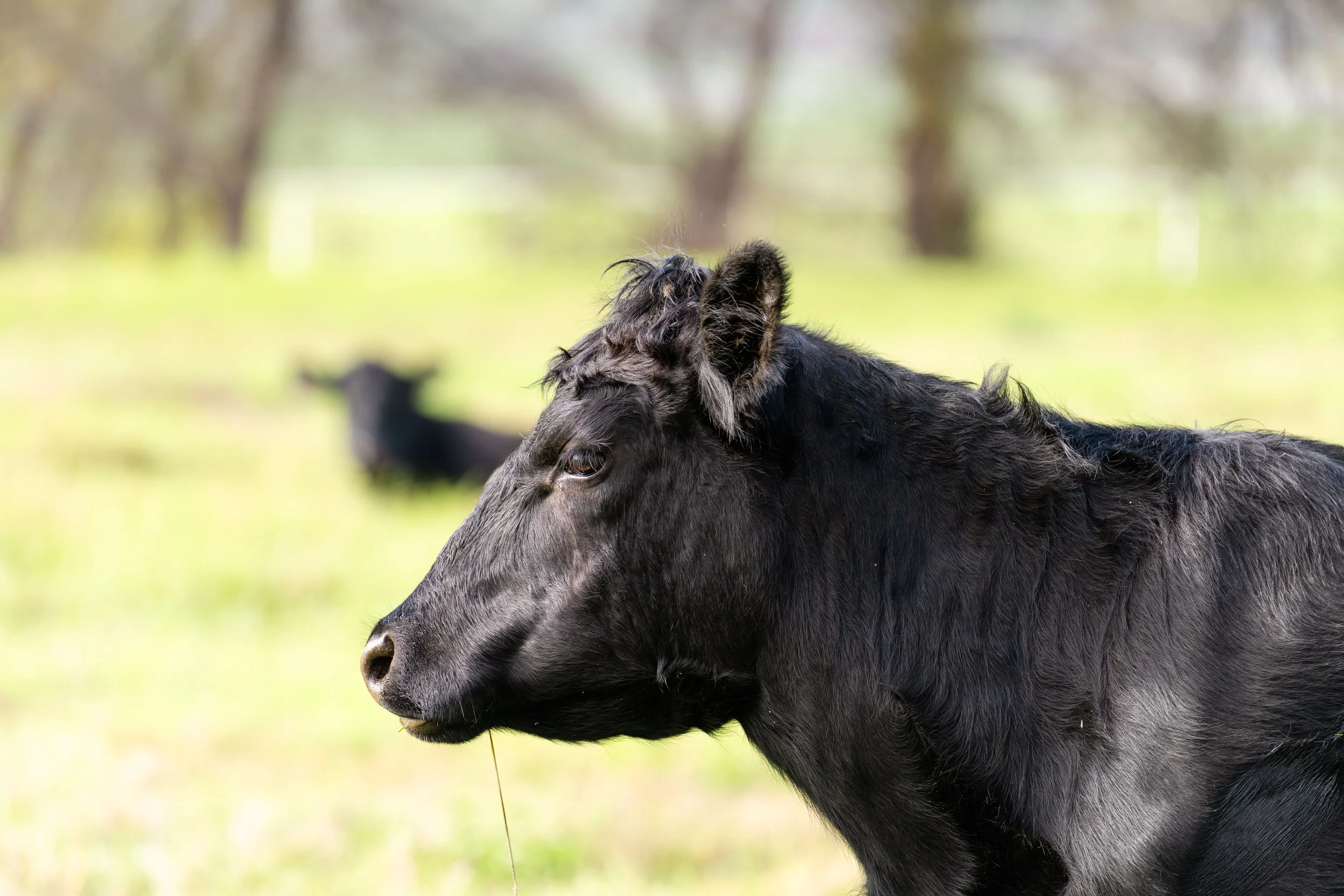 Close-up of a black cow grazing in a green field with another cow in the background.
